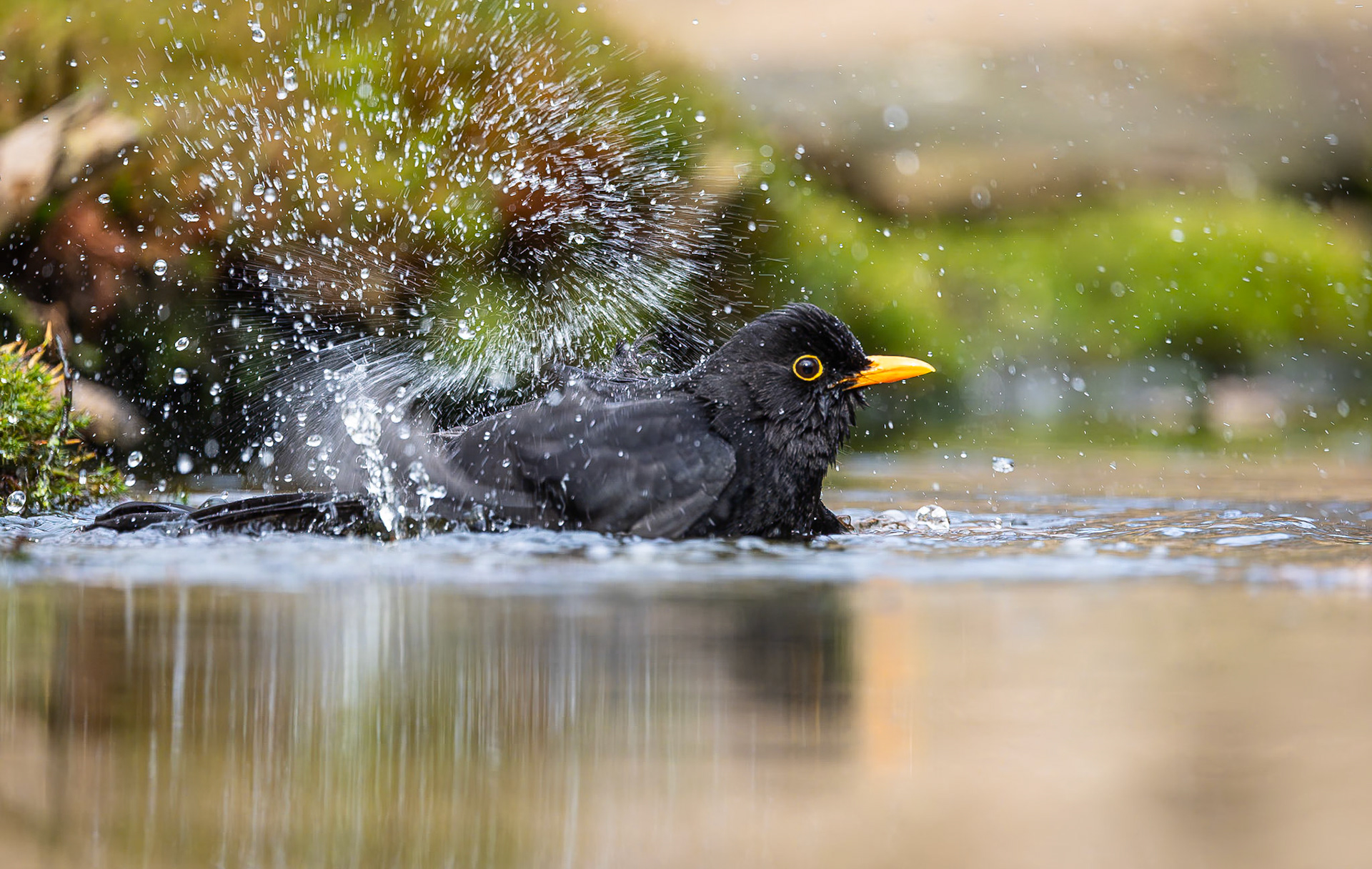 Merel / Common Blackbird (Turdus merula)