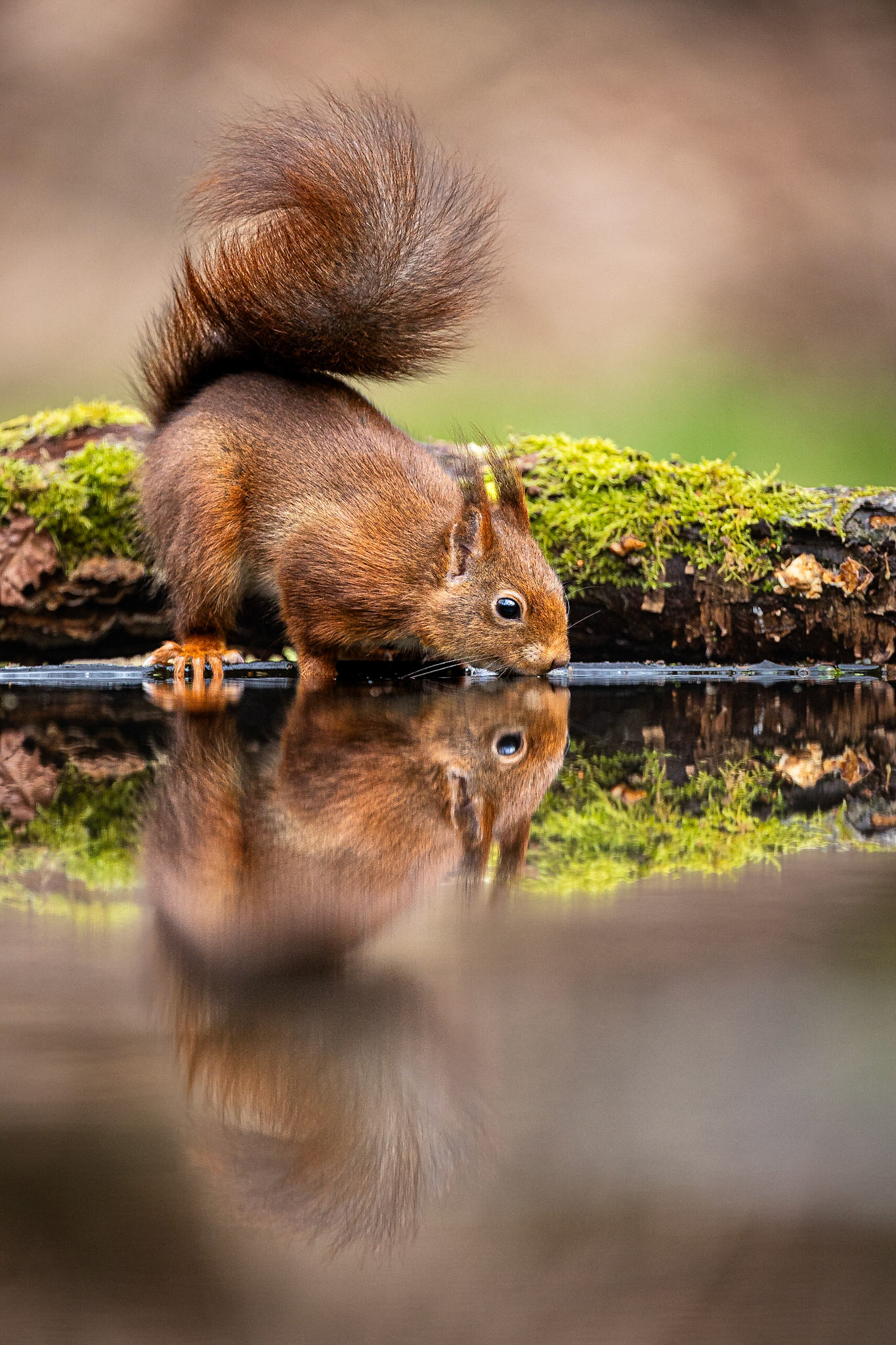 Eekhoorn / Eurasian red squirrel (Sciurus vulgaris)