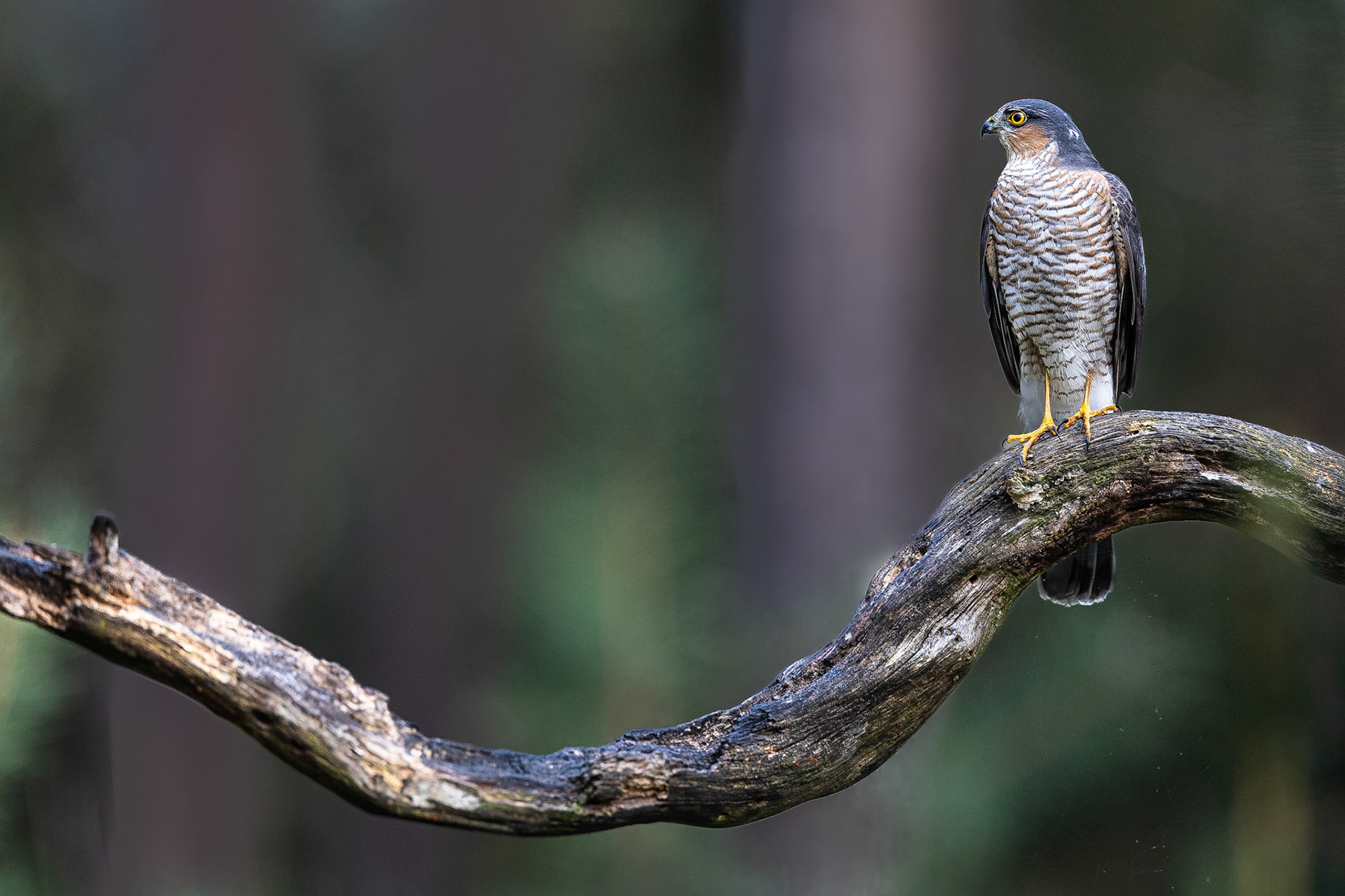 Sperwer / Eurasian sparrowhawk (Accipiter nisus)