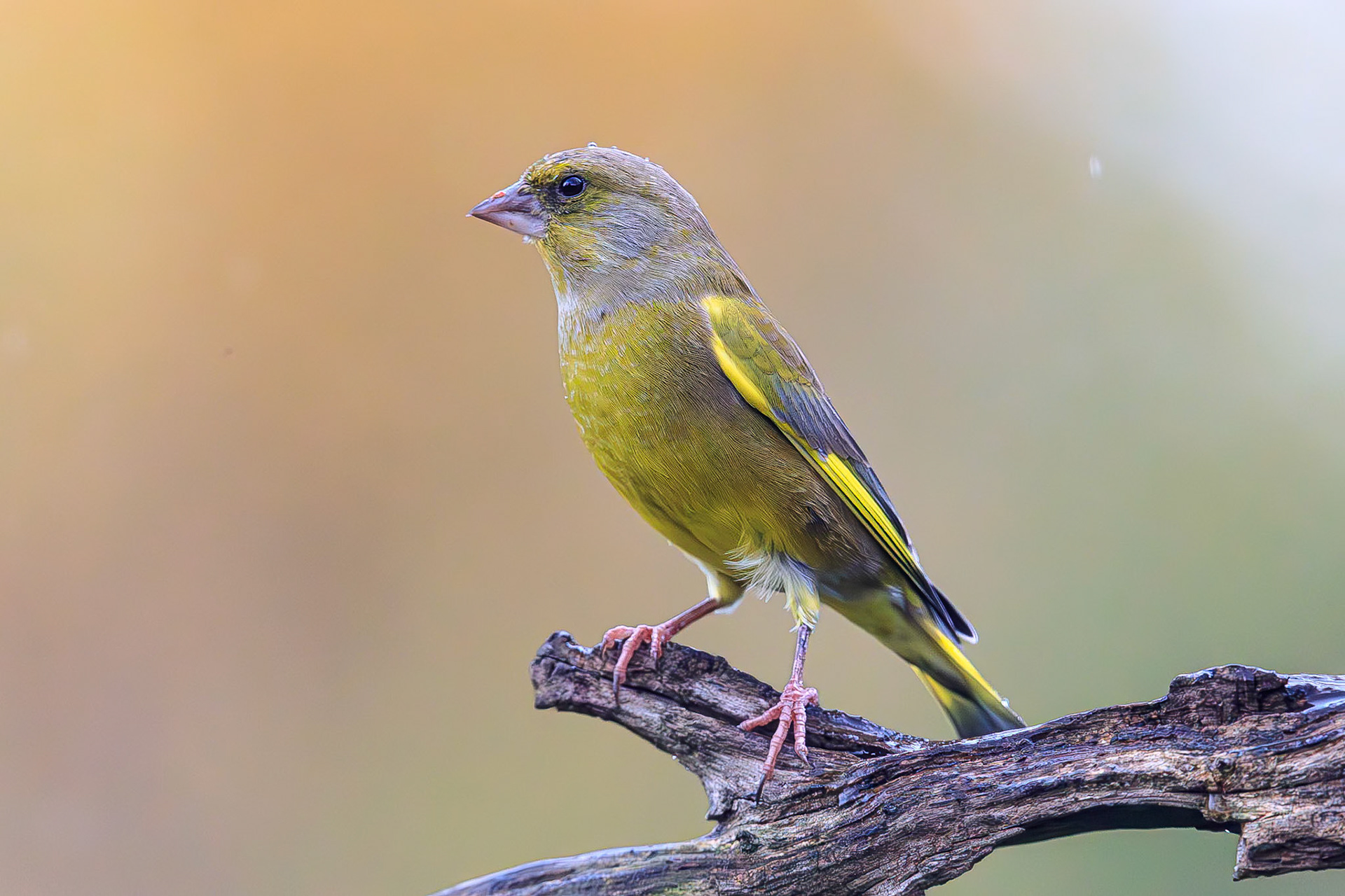 Groenling / European greenfinch (Carduelis chloris)