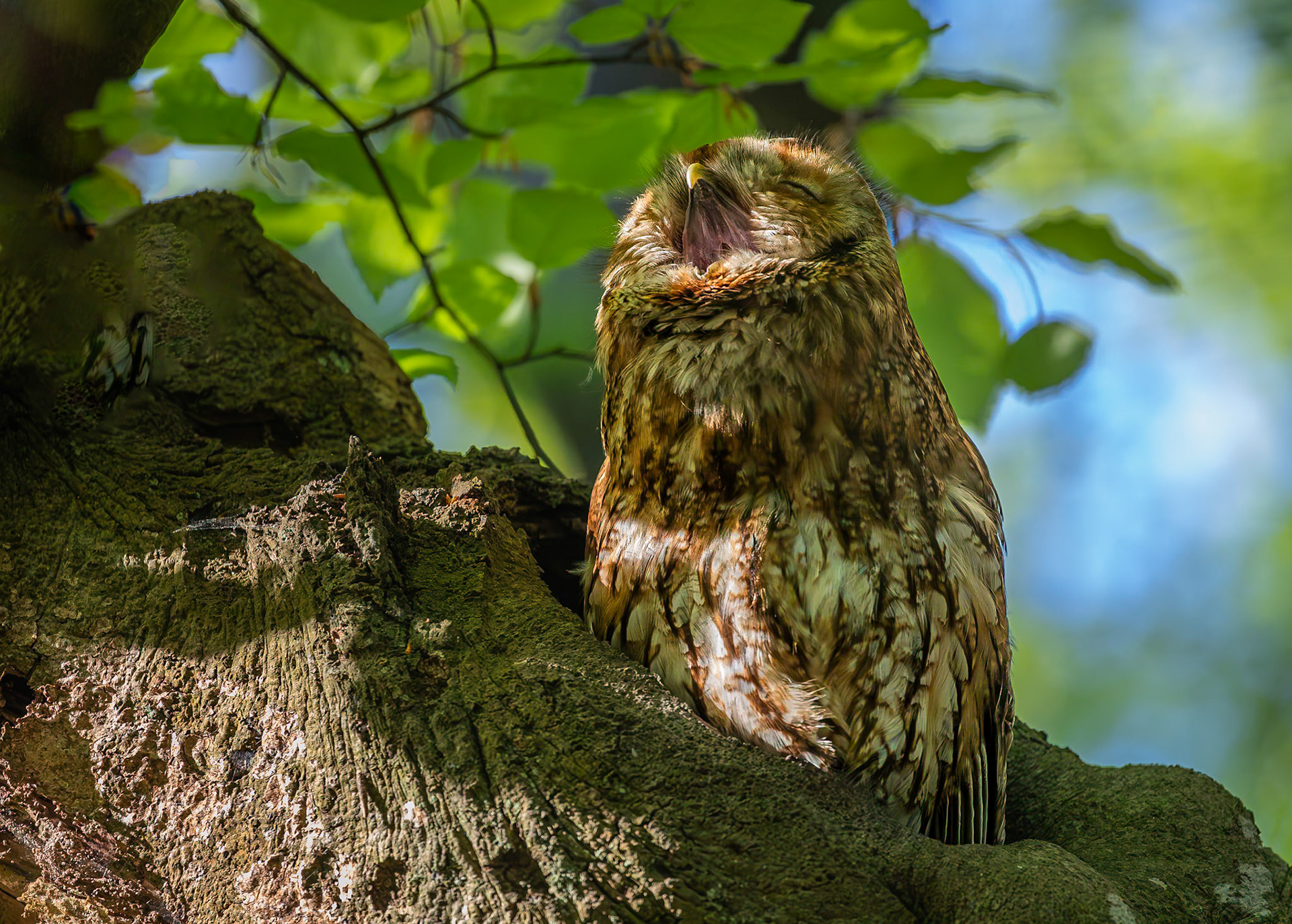 Bosuil / Tawny owl (Strix aluco)
