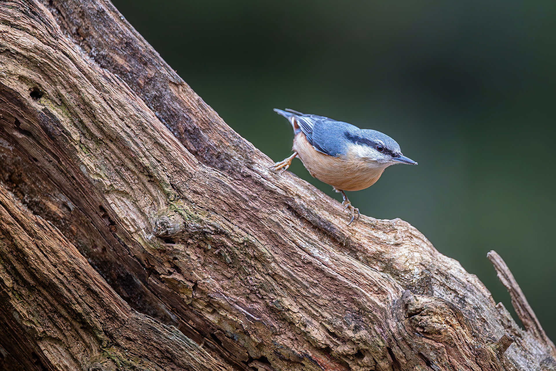 Boomklever / Eurasian nuthatch (Sitta europaea)