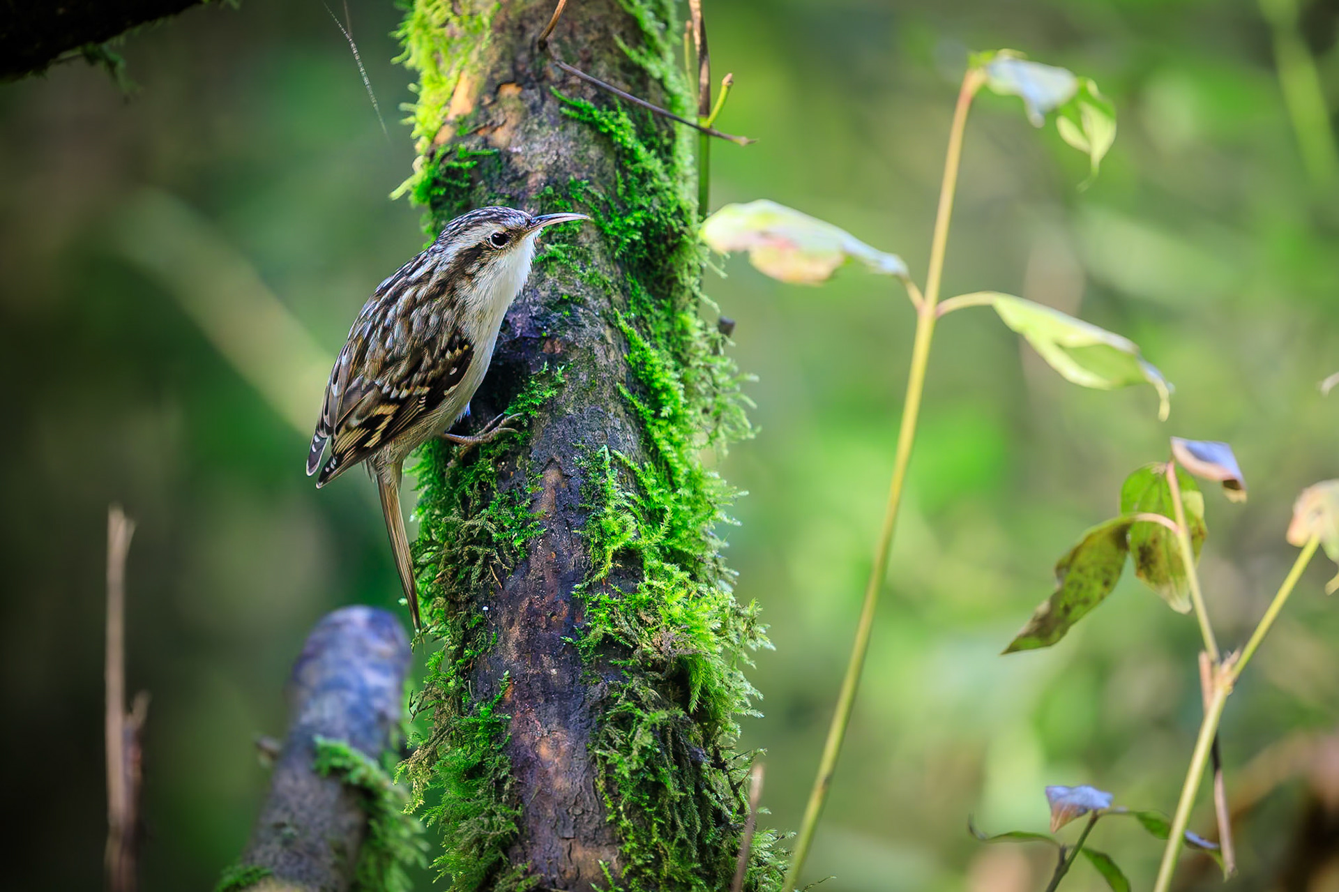 Boomkruiper / Short-toed treecreeper (Certhia brachydactyla)