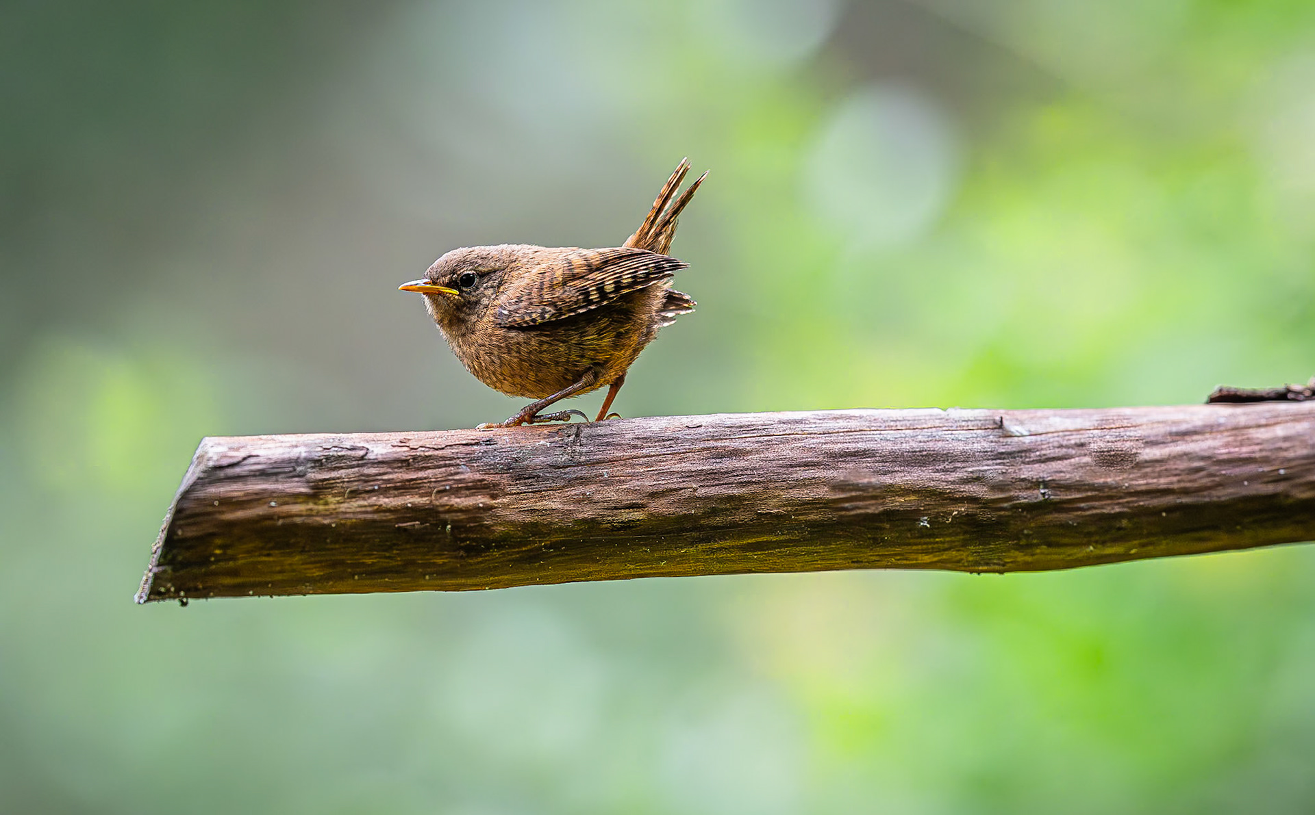 Winterkoninkje / Eurasian wren (Troglodytes troglodytes)