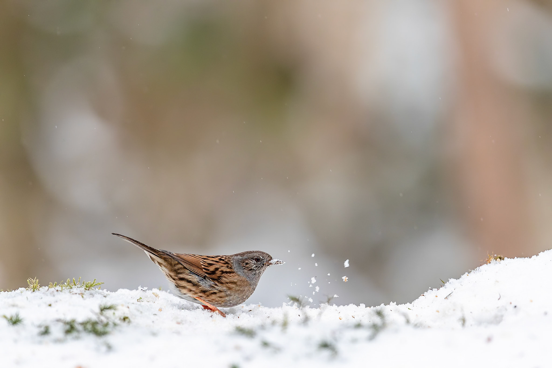 Heggenmus / Dunnock (Prunella modularis)