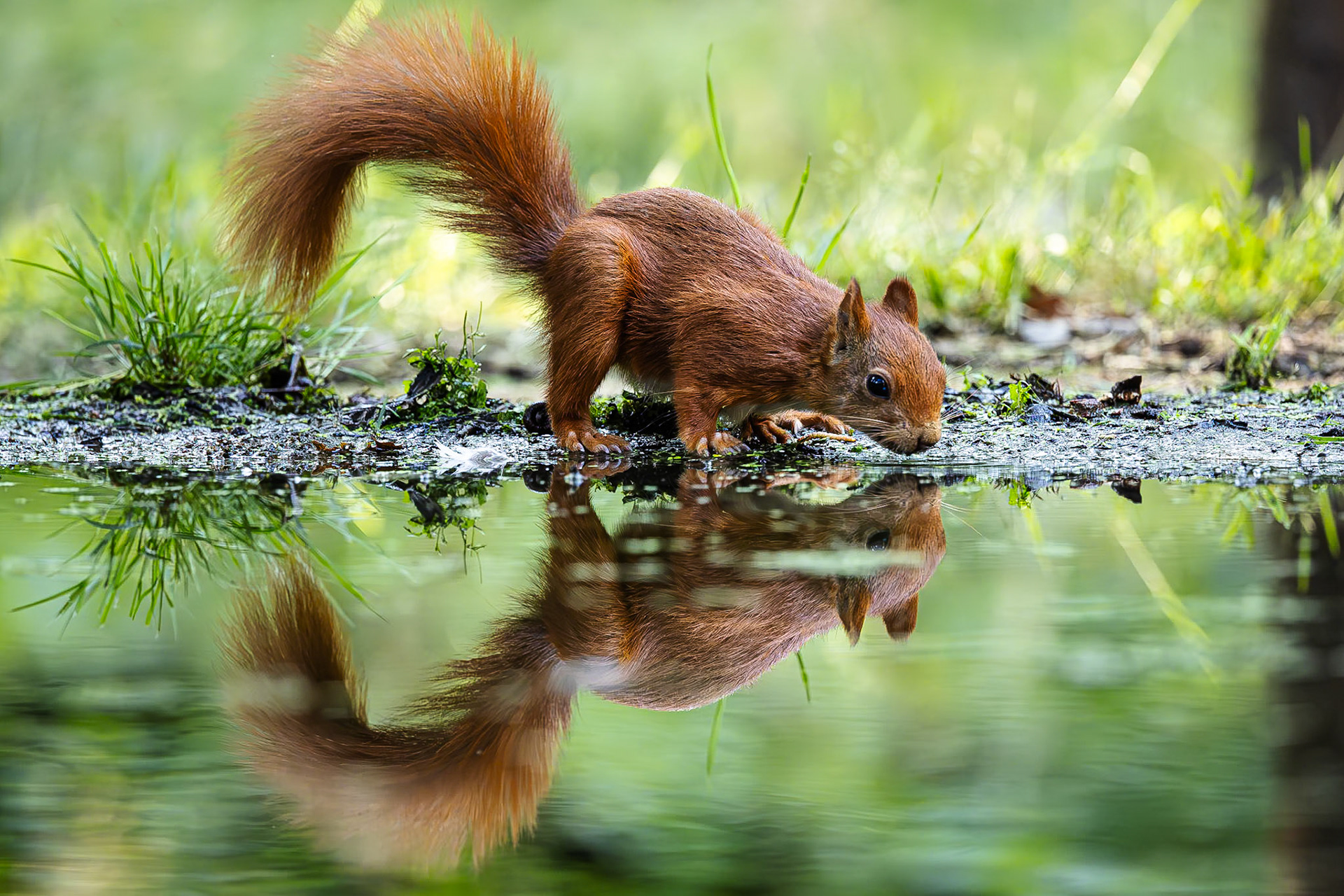 Eekhoorn / Eurasian red squirrel (Sciurus vulgaris)