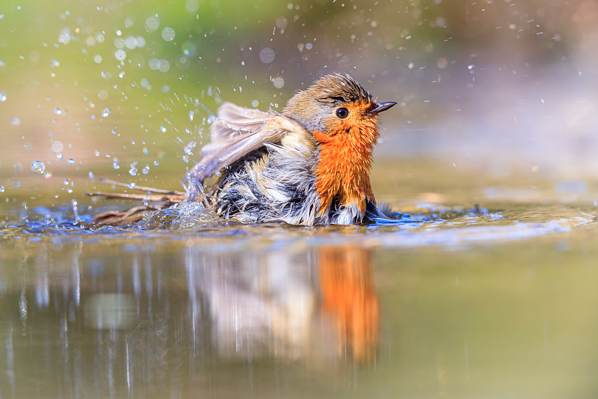 Roodborstje / European Robin (Erithacus rubecula)