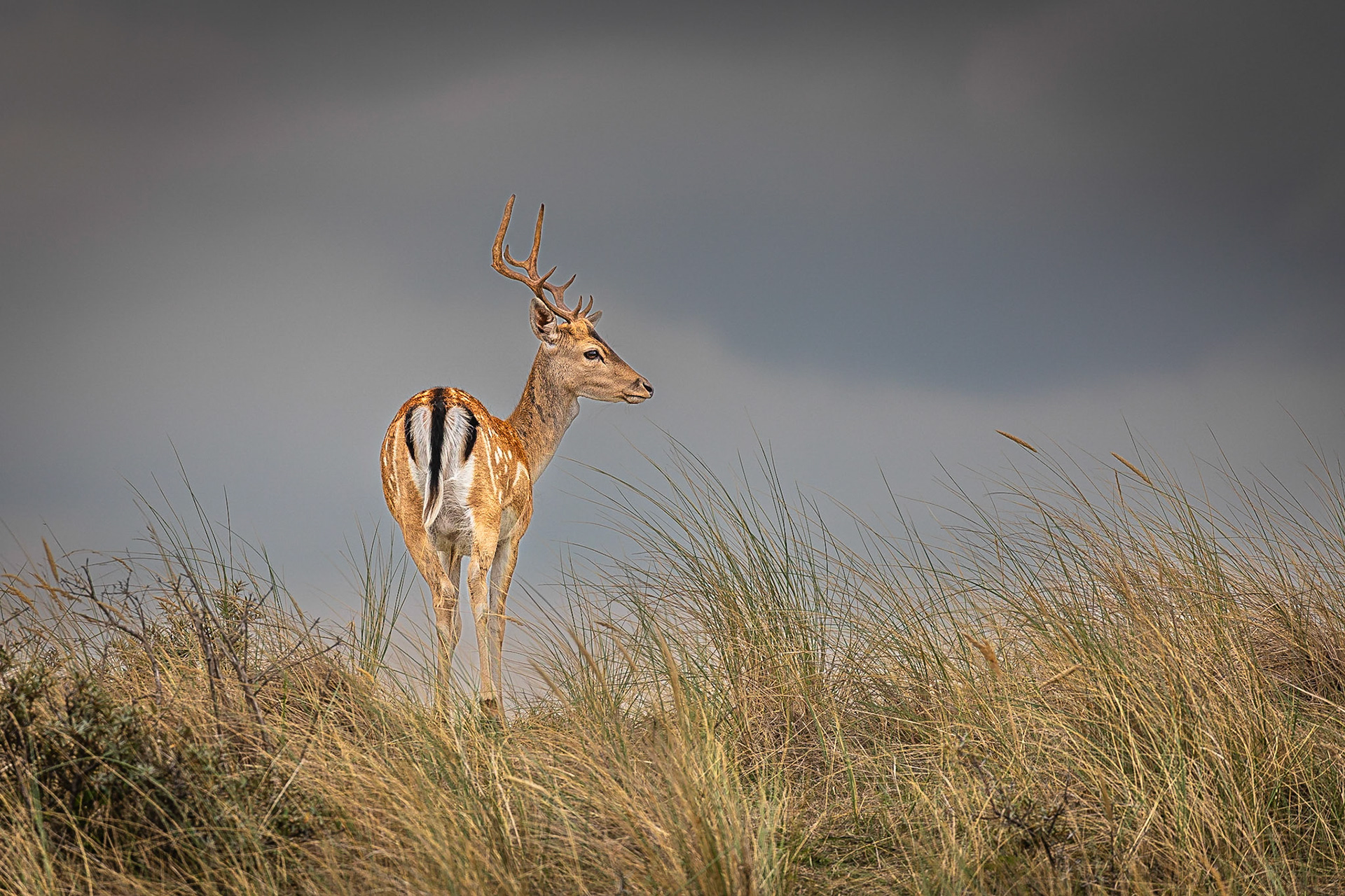 Damhert / Fallow deer (Dama dama)