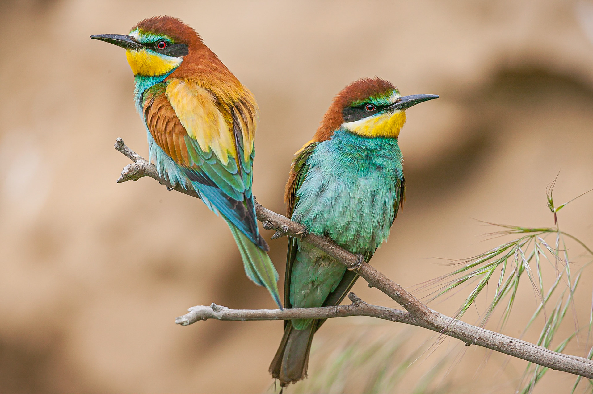 Europese Bijeneter / European Bee-eater (Merops apiaster)