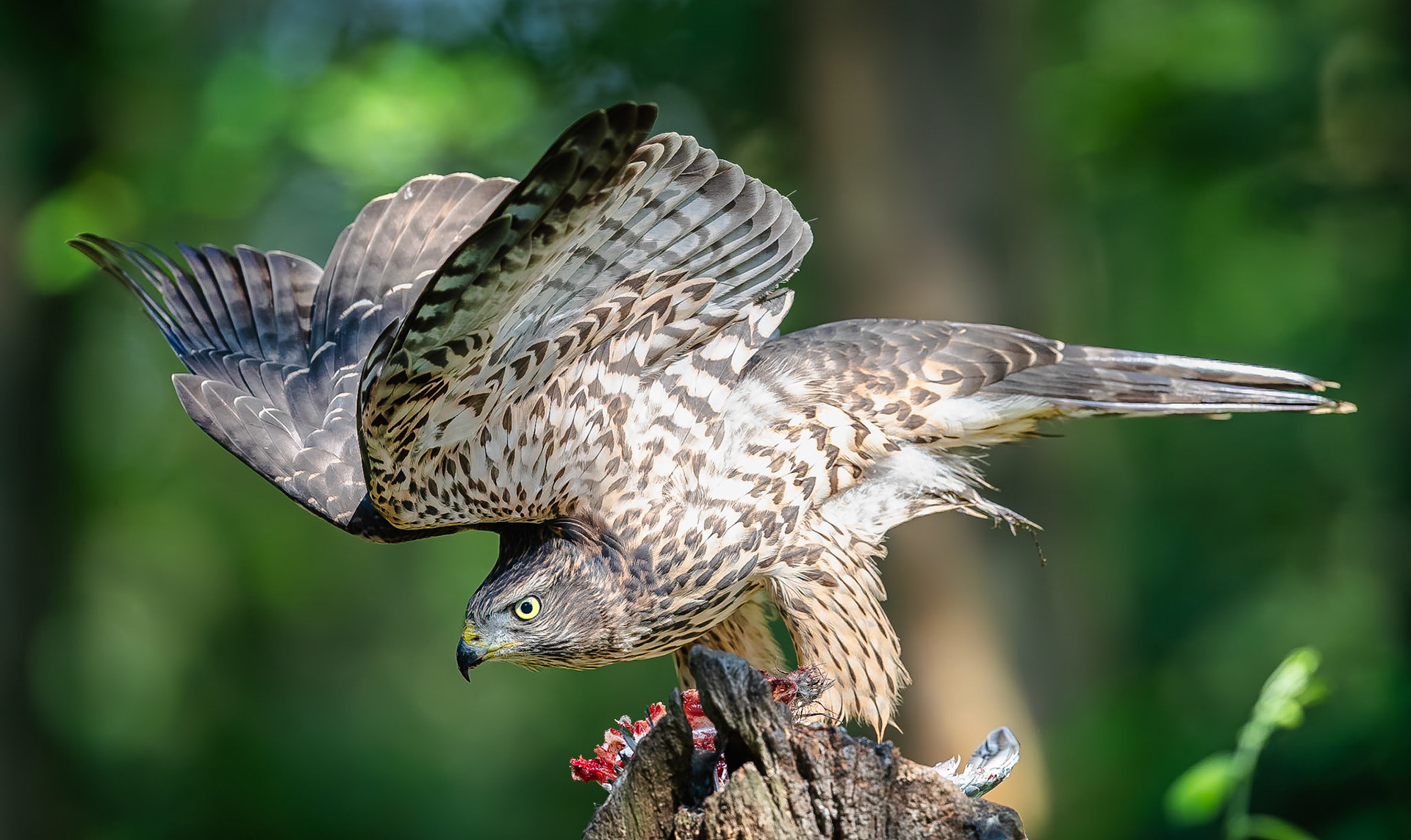 Havik / Northern Goshawk (Accipiter gentilis)