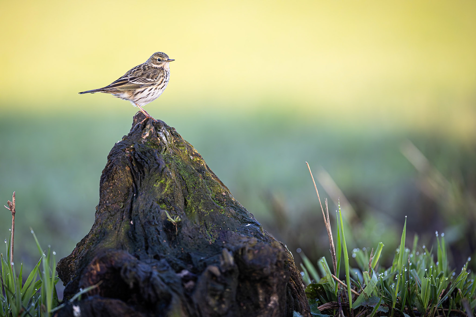 Graspieper / Meadow pipit (Anthus pratensis)
