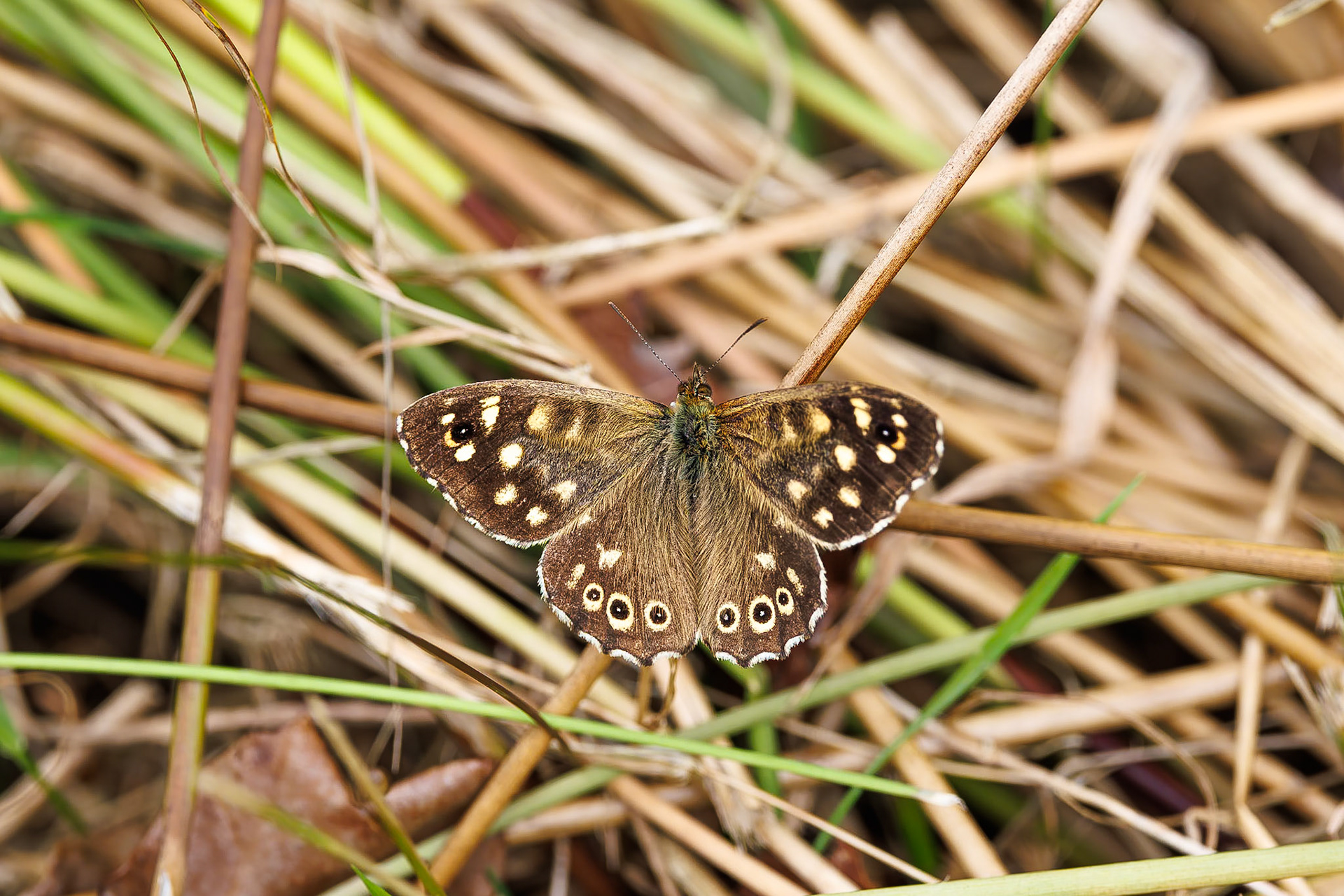 Bont zandoogje / Speckled wood (Pararge aegeria)