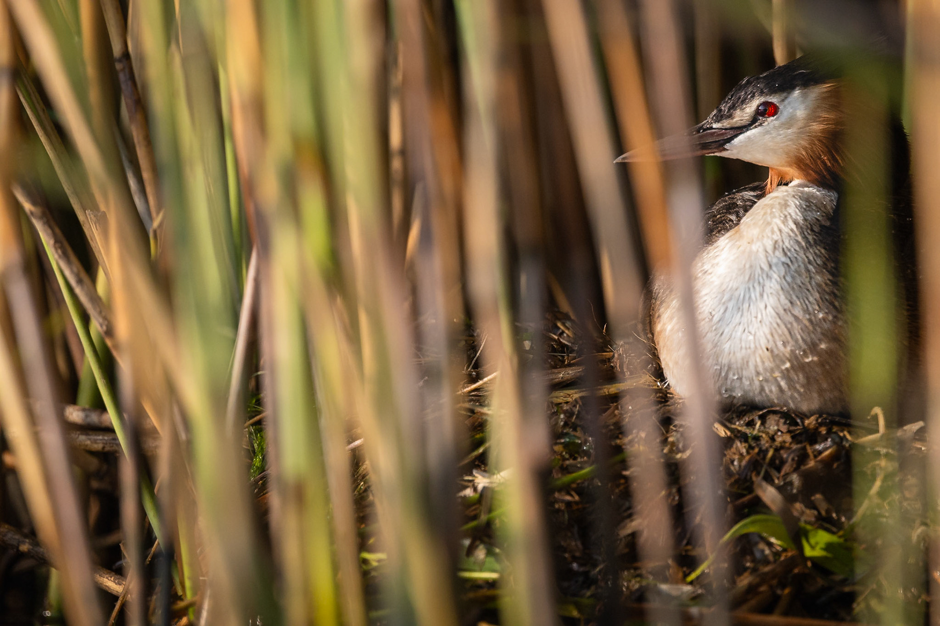 Fuut / Great crested grebe (Podiceps cristatos)