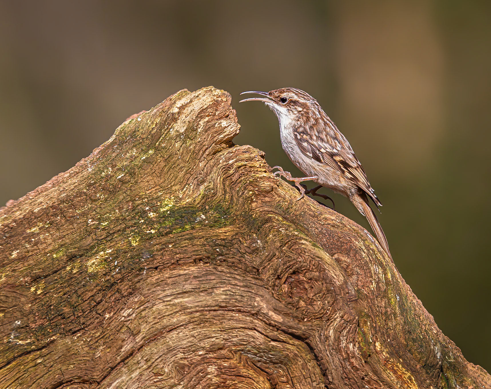 Boomkruiper / Short-toed treecreeper (Certhia brachydactyla)