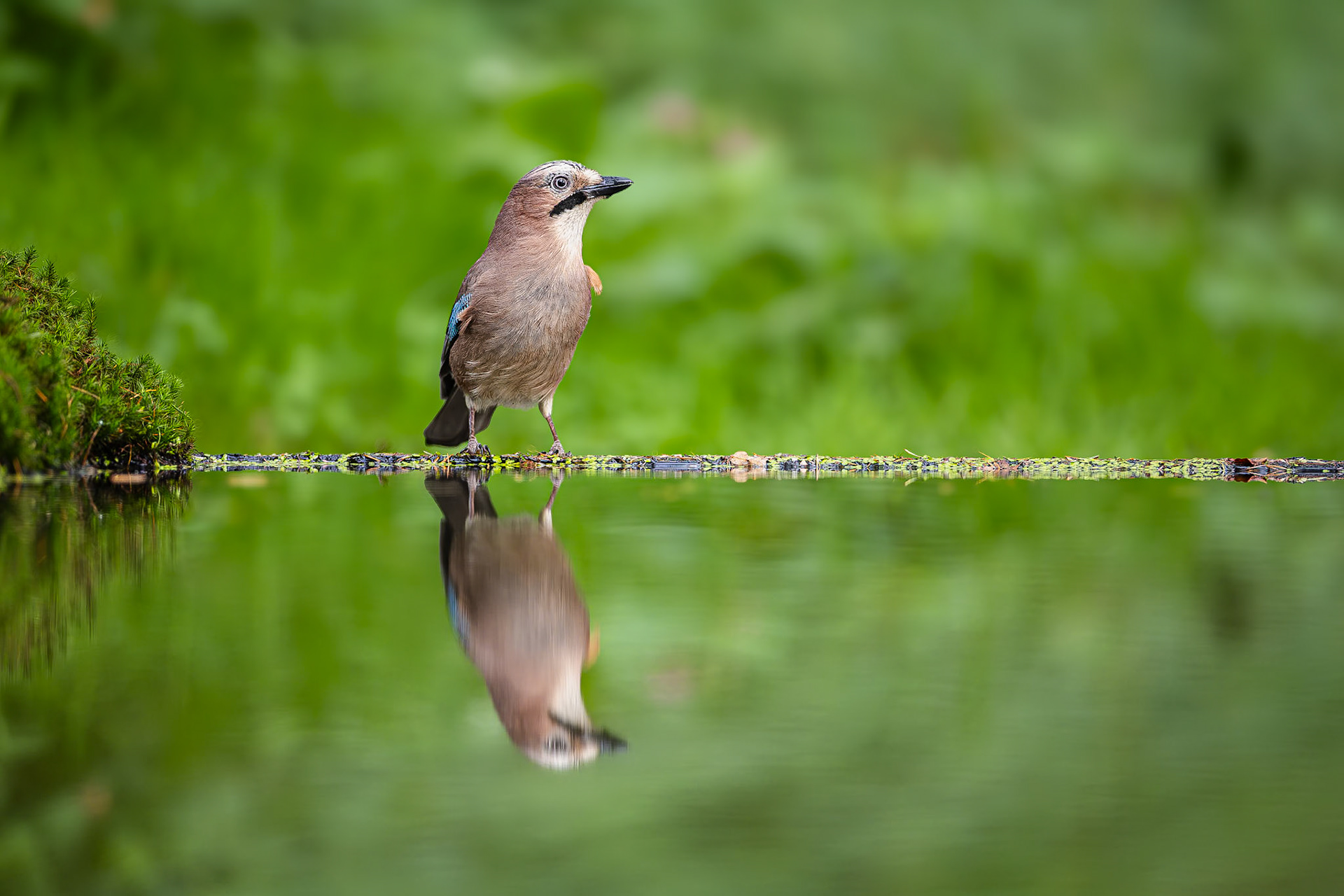 Gaai / Eurasian jay (Garrulus glandarius)