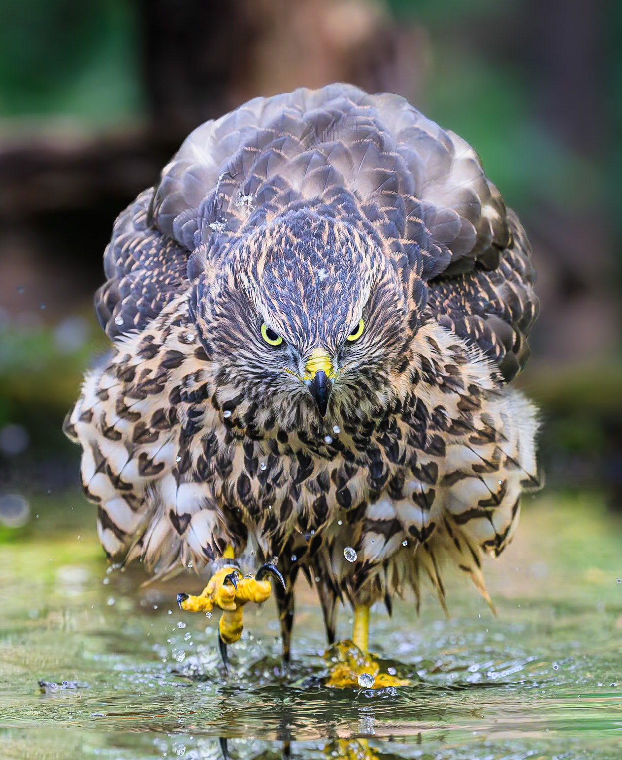 Havik / Northern Goshawk (Accipiter gentilis)