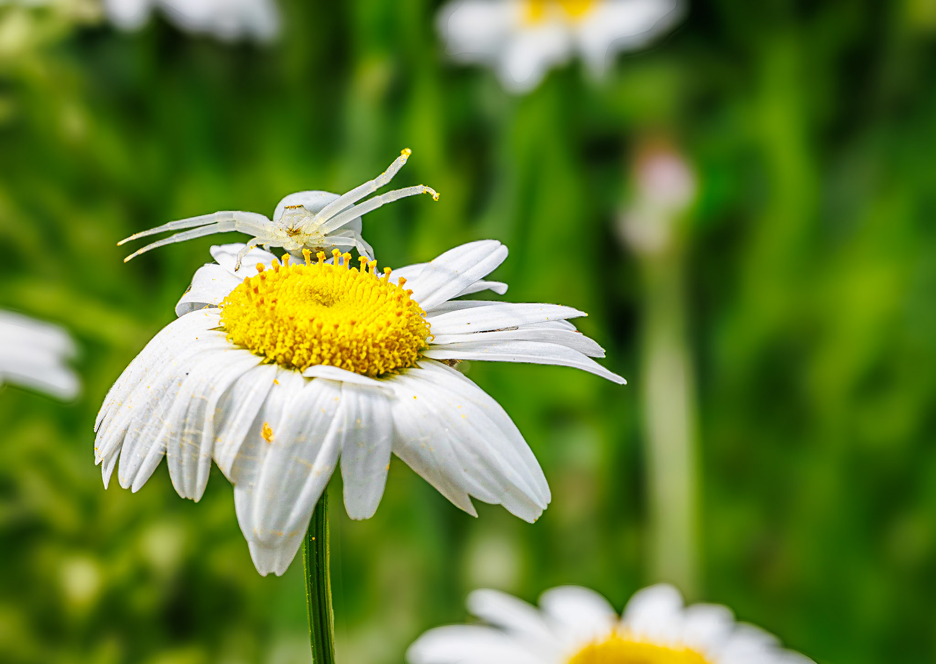Gewone kameleonspin / Goldenrod crab spider (Misumena vatia)