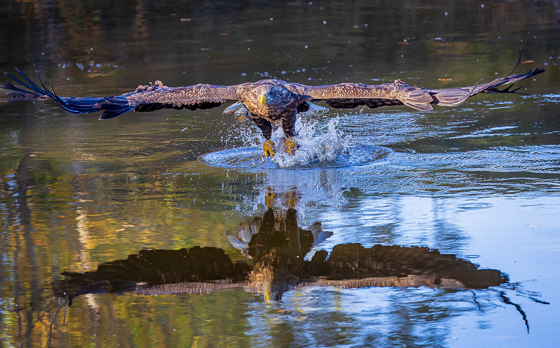 Zeearend / White-tailed eagle (Haliaeetus albicilla)