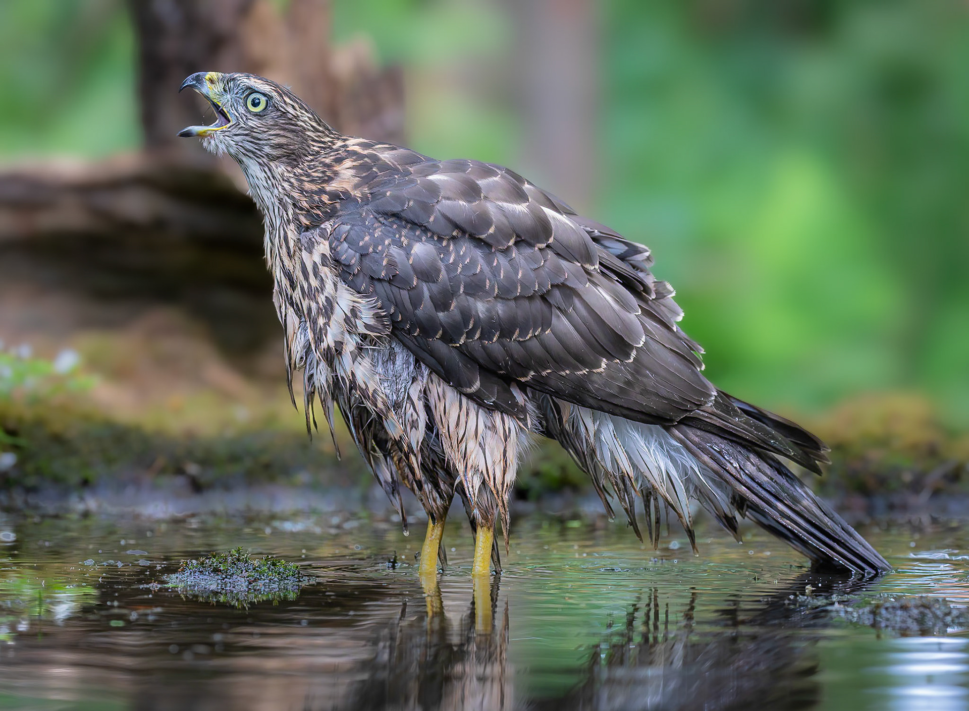 Havik / Northern Goshawk (Accipiter gentilis)