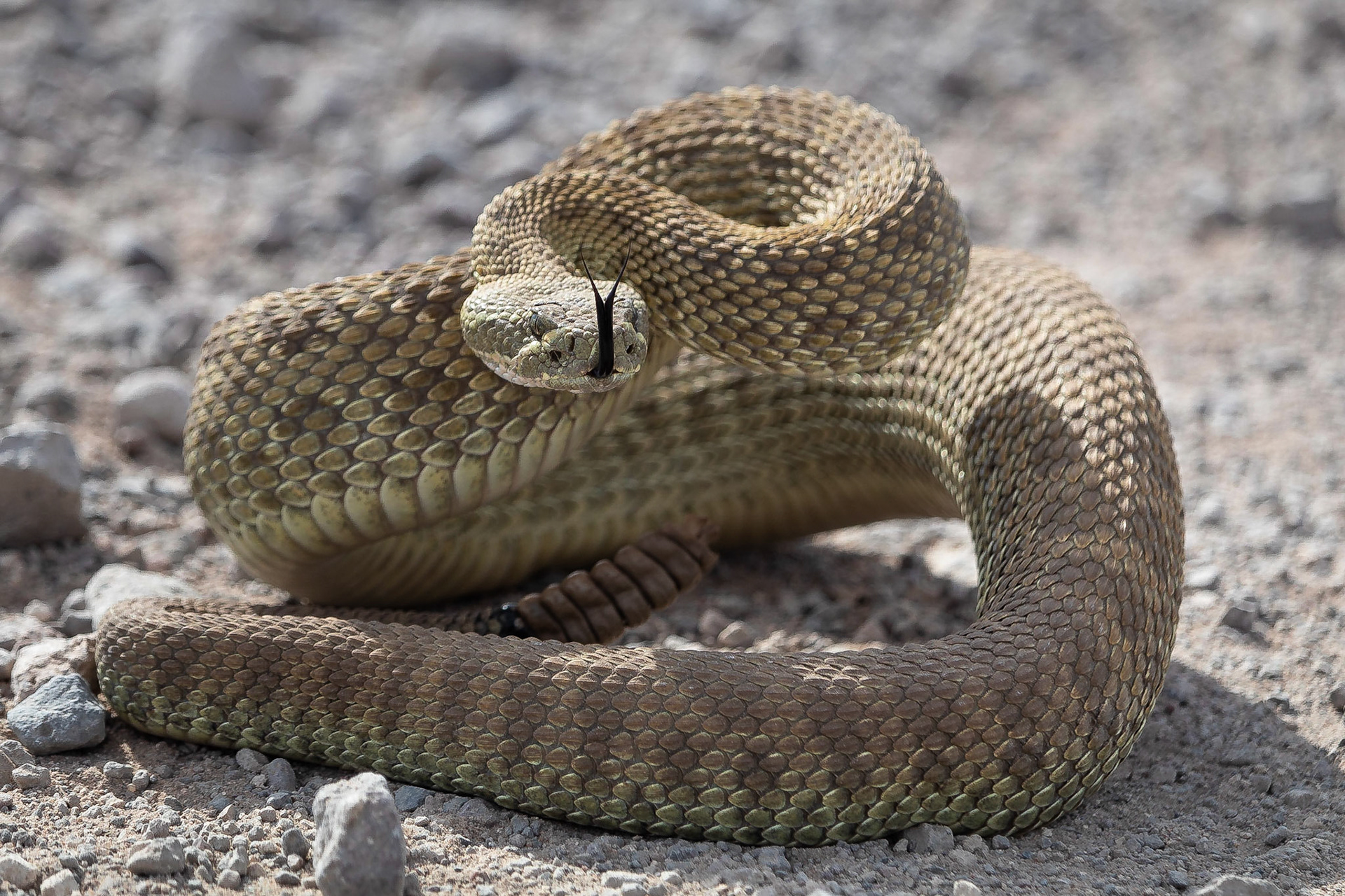 Prairieratelslang / Western rattlesnake (Crotalus viridis)