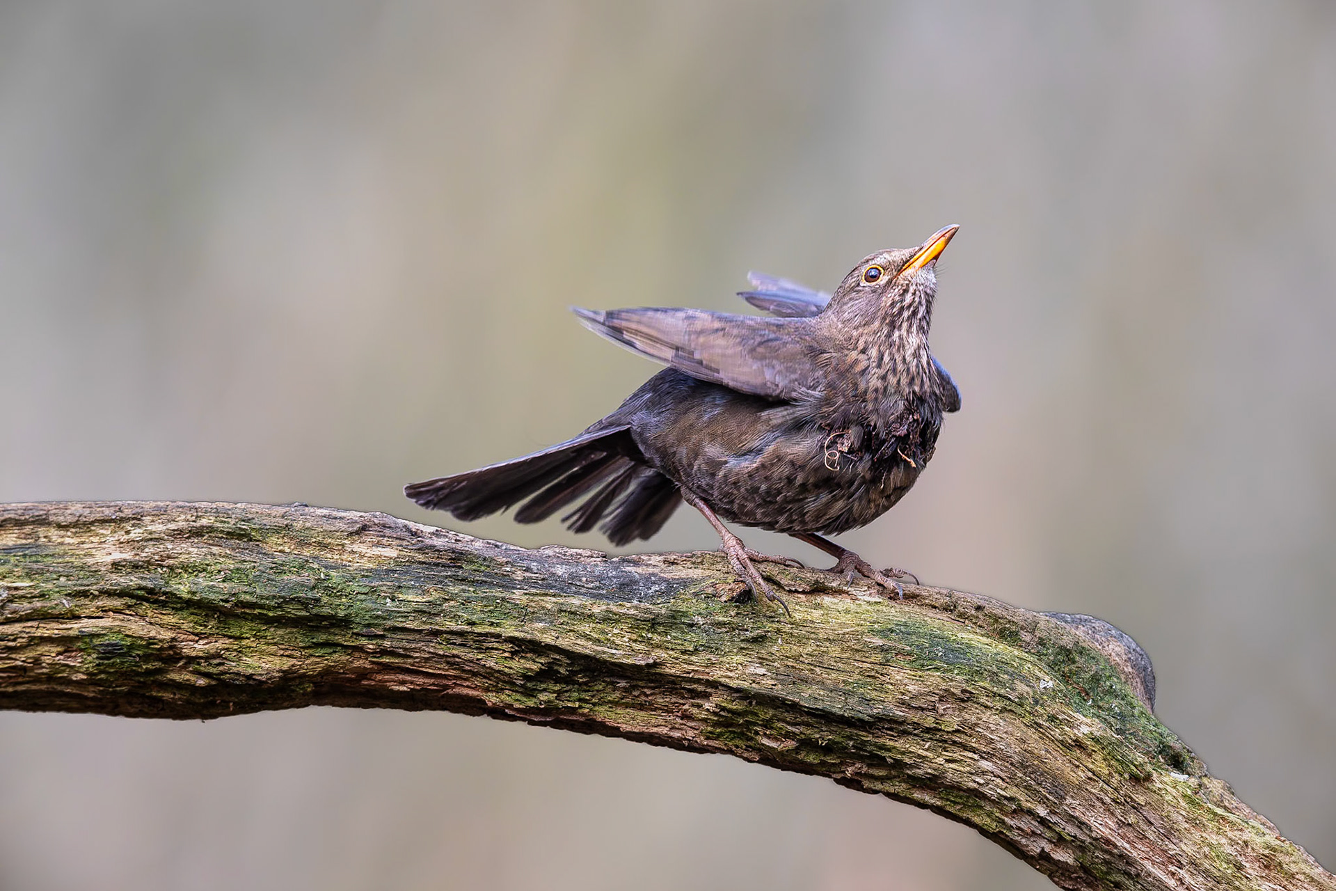 Merel / Common Blackbird (Turdus merula)
