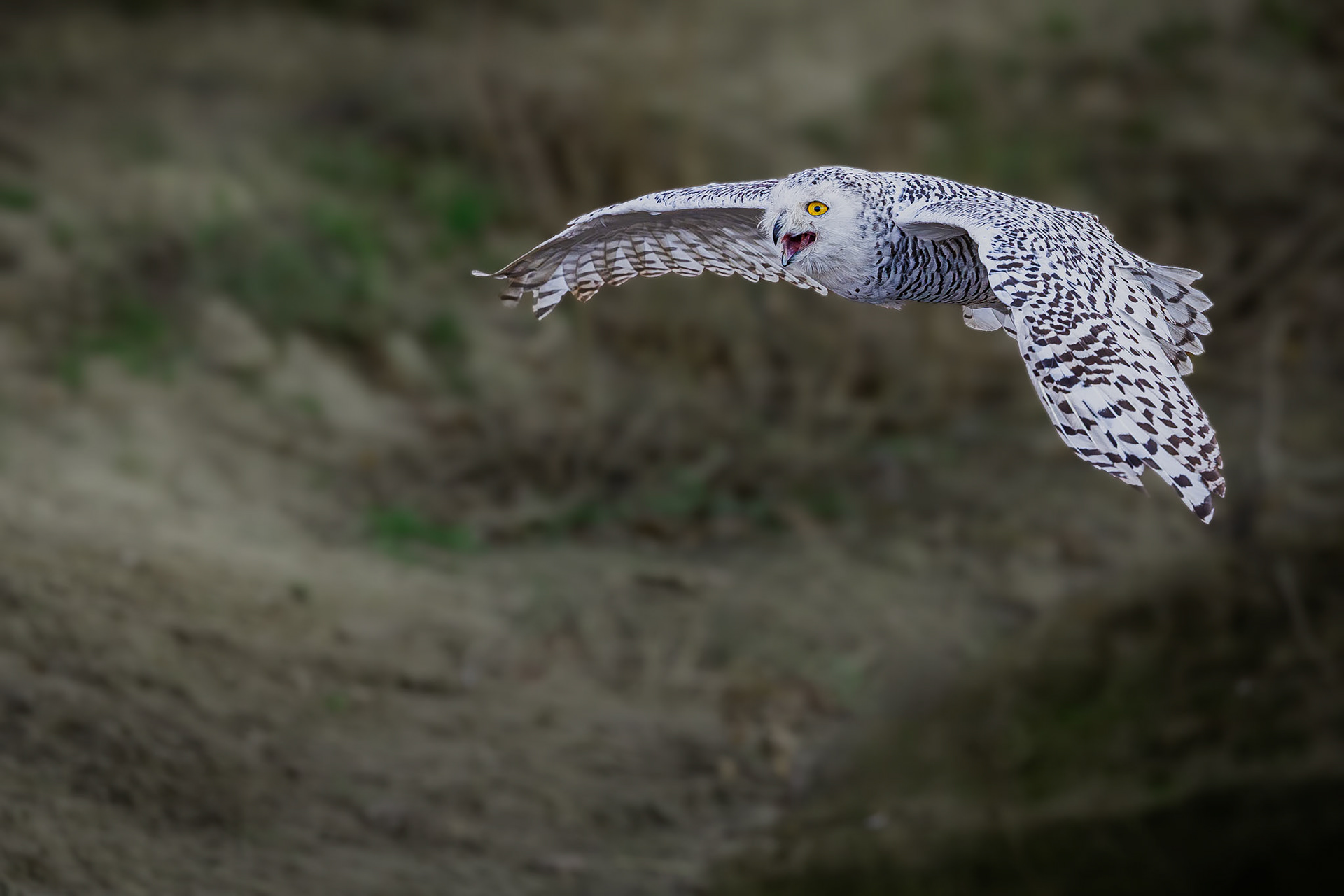 Sneeuwuil / Snowy owl (Bubo scandiacus)
