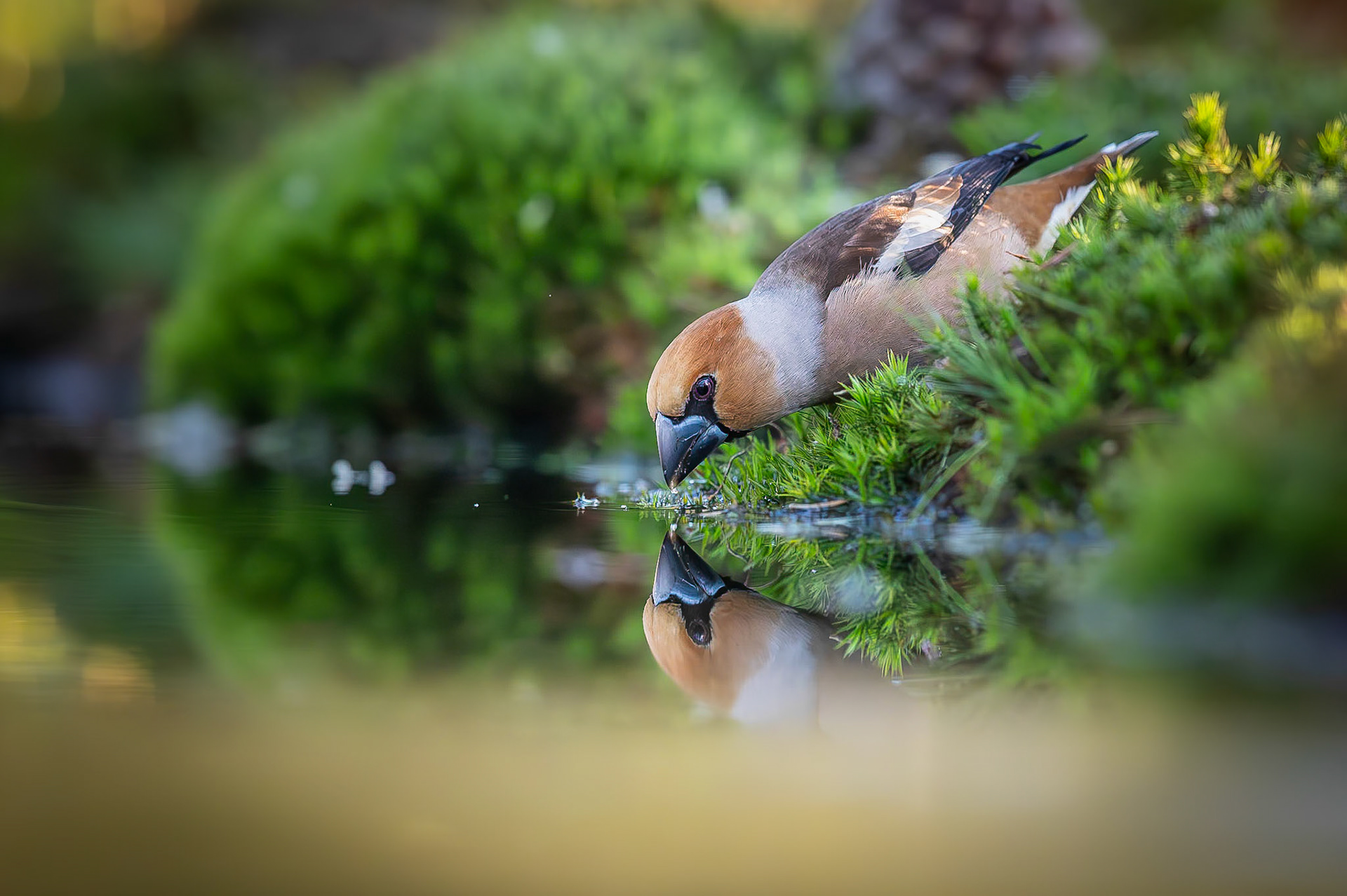 Appelvink / Hawfinch (Coccothraustes coccothraustes)