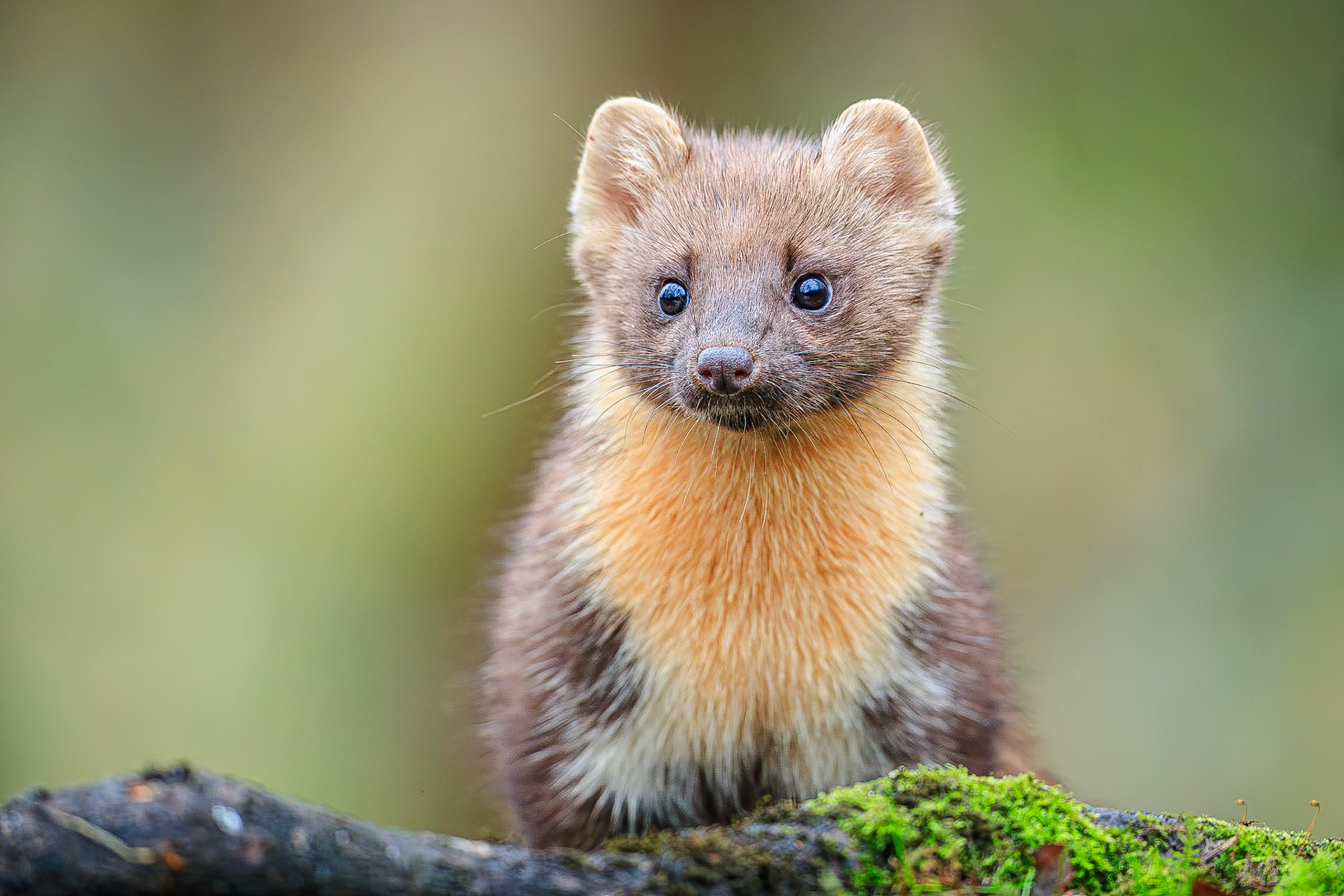 Boommarter / Pine martin (Martes martes)