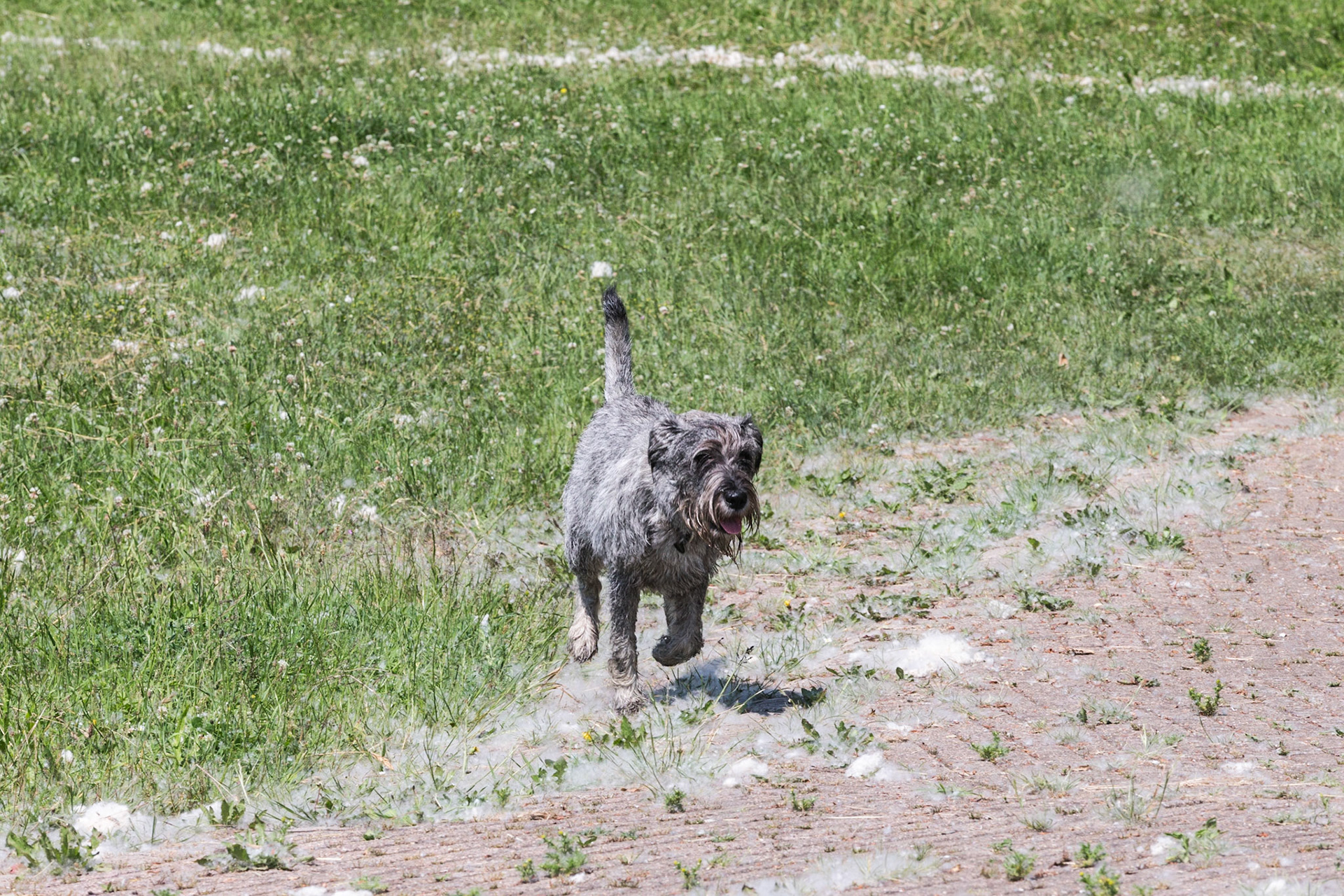 Odie