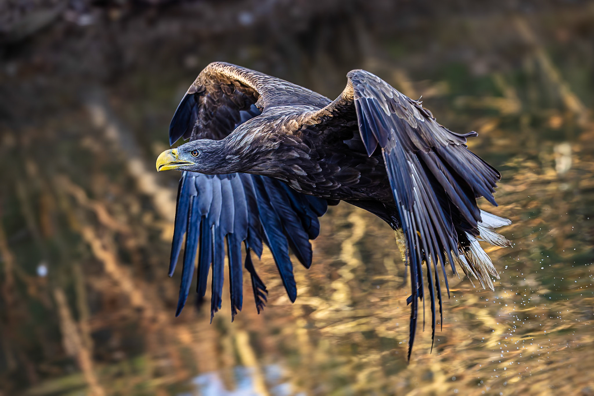 Zeearend / White-tailed eagle (Haliaeetus albicilla)