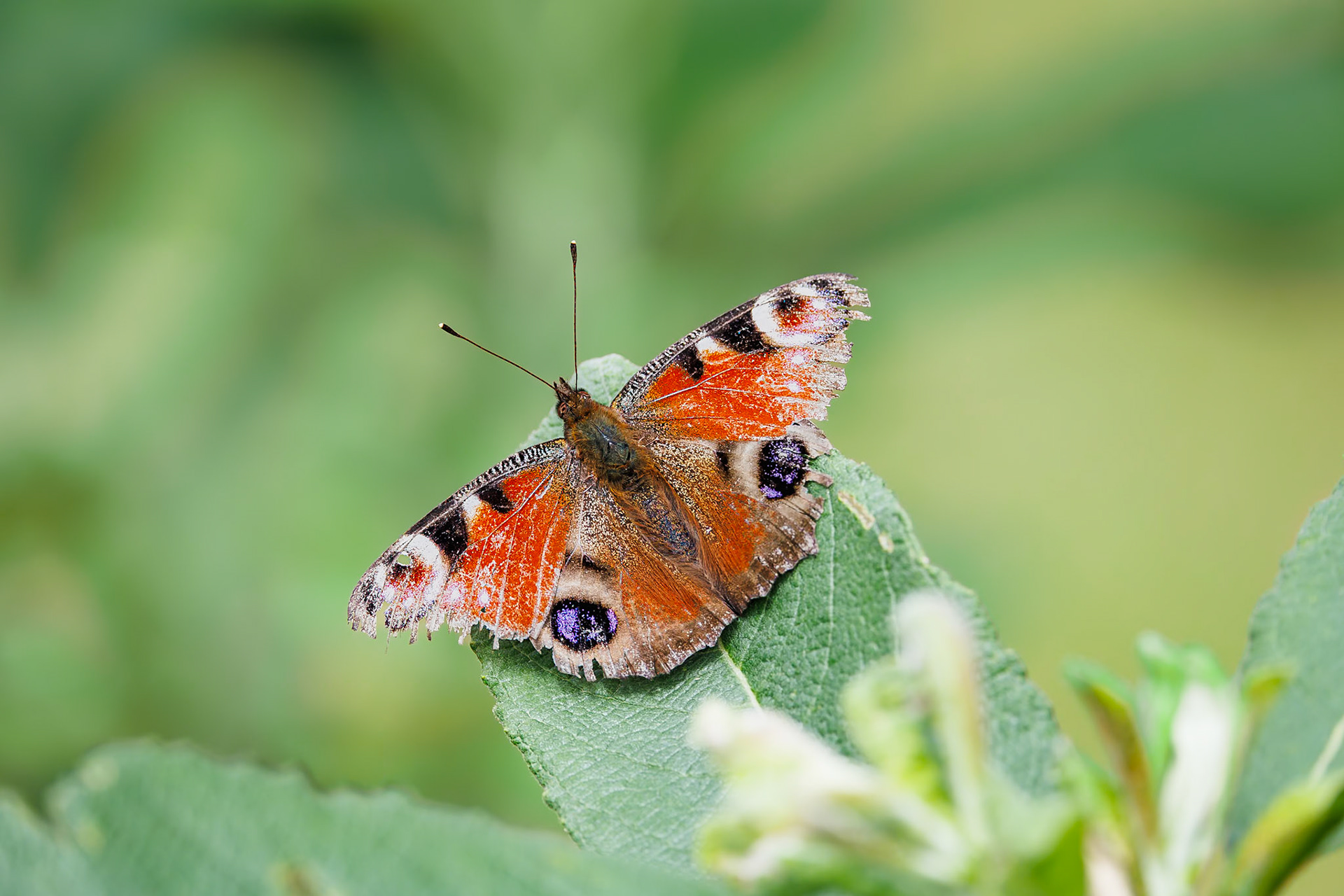 Dagpauwoog / Peacock butterfly (Aglais io)