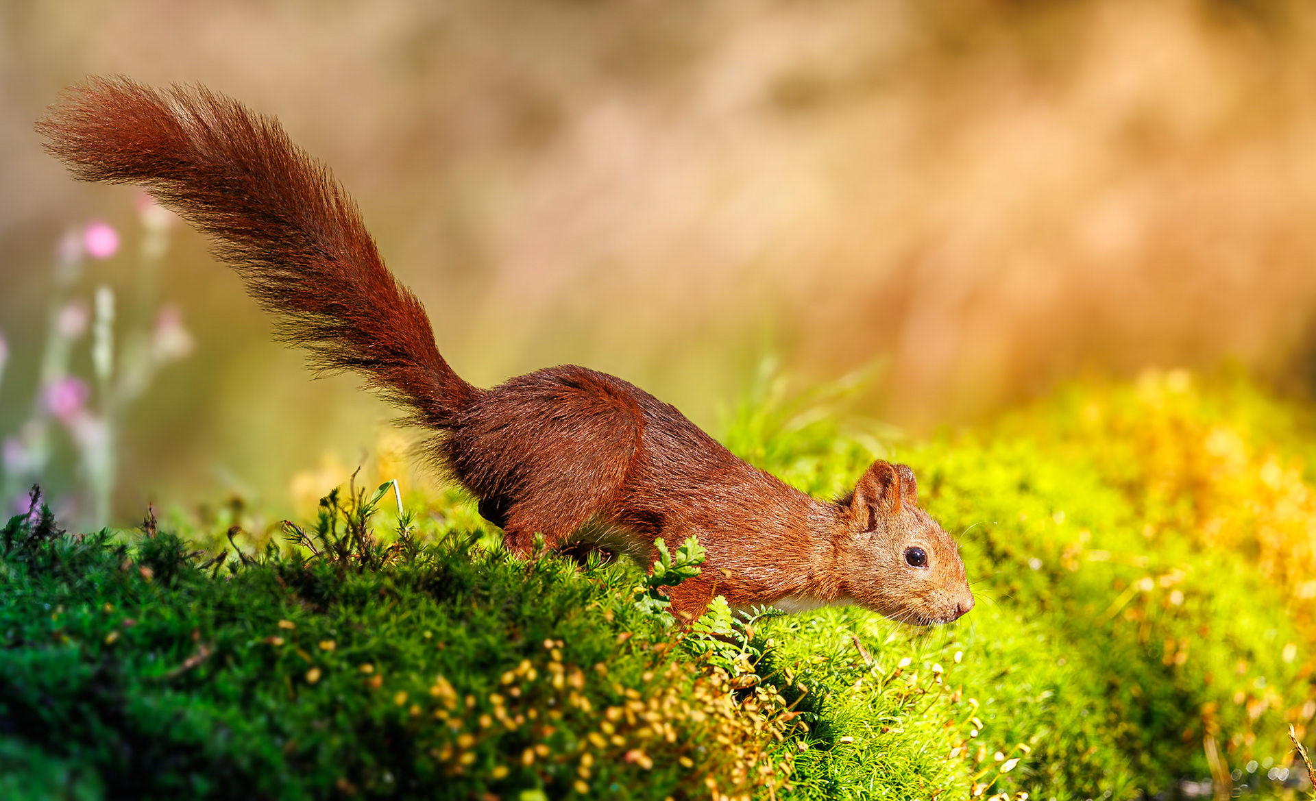 Eekhoorn / Eurasian red squirrel (Sciurus vulgaris)
