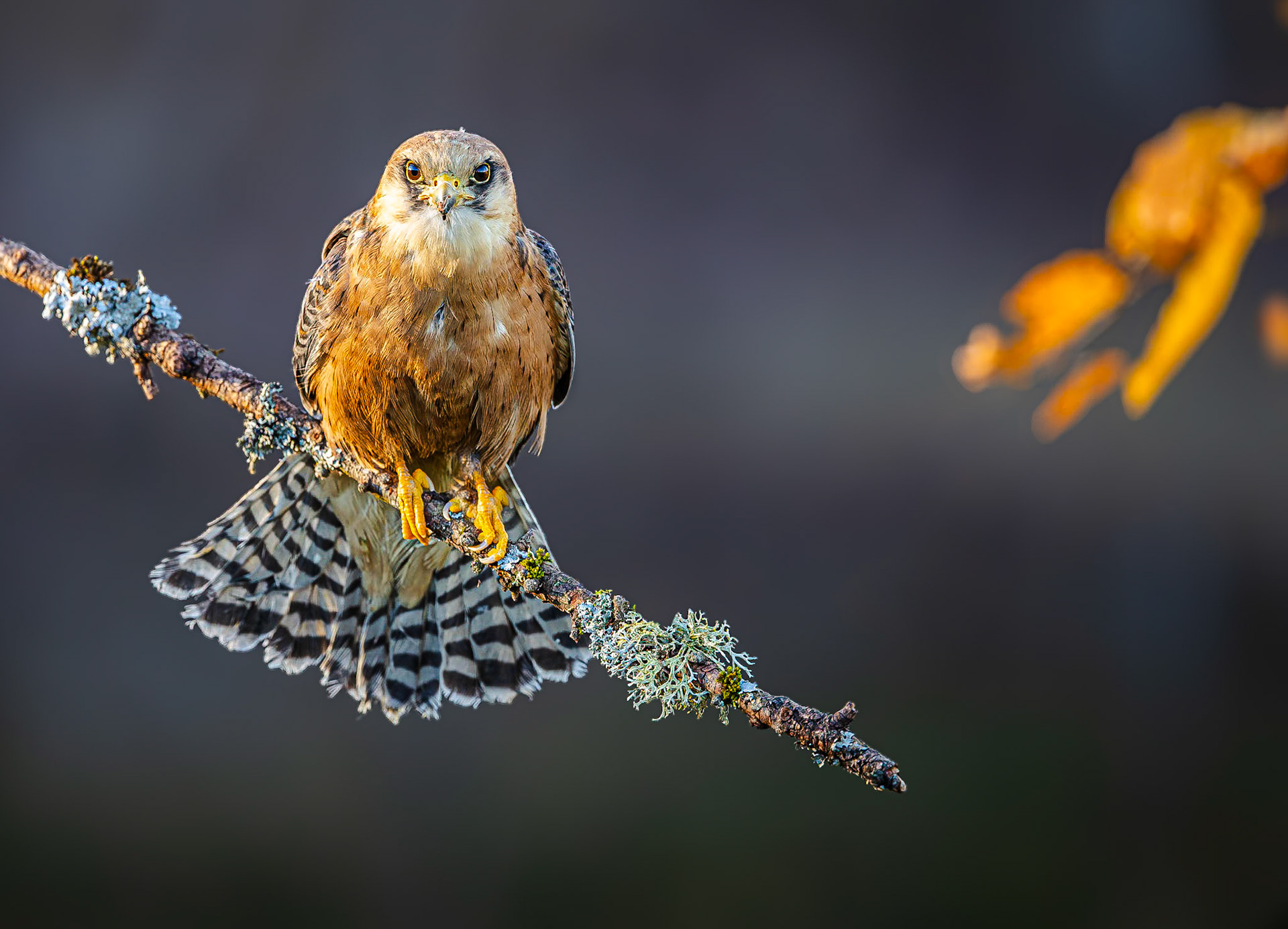 Roodpootvalk / Red-footed falcon (Falco vespertinus)