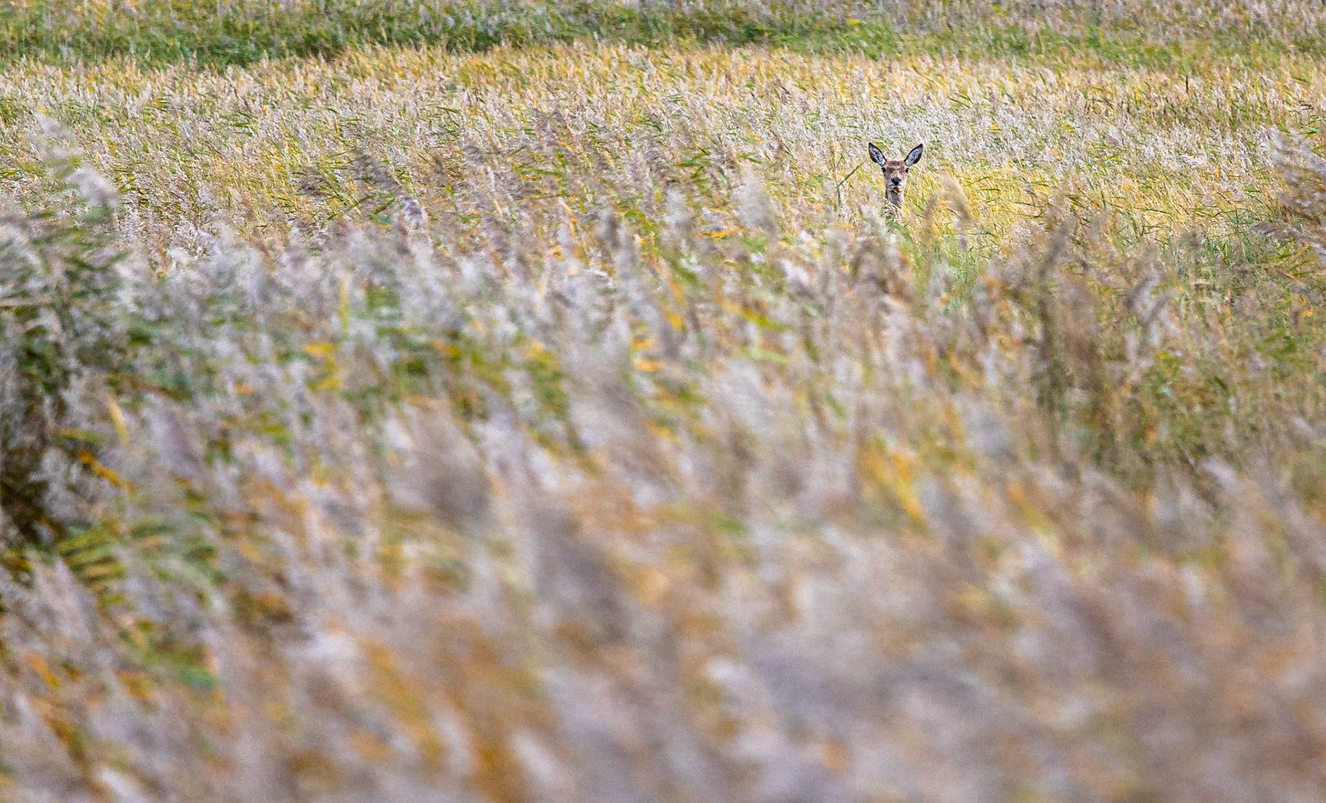Edelhert / Red Deer  (Cervus elaphus)