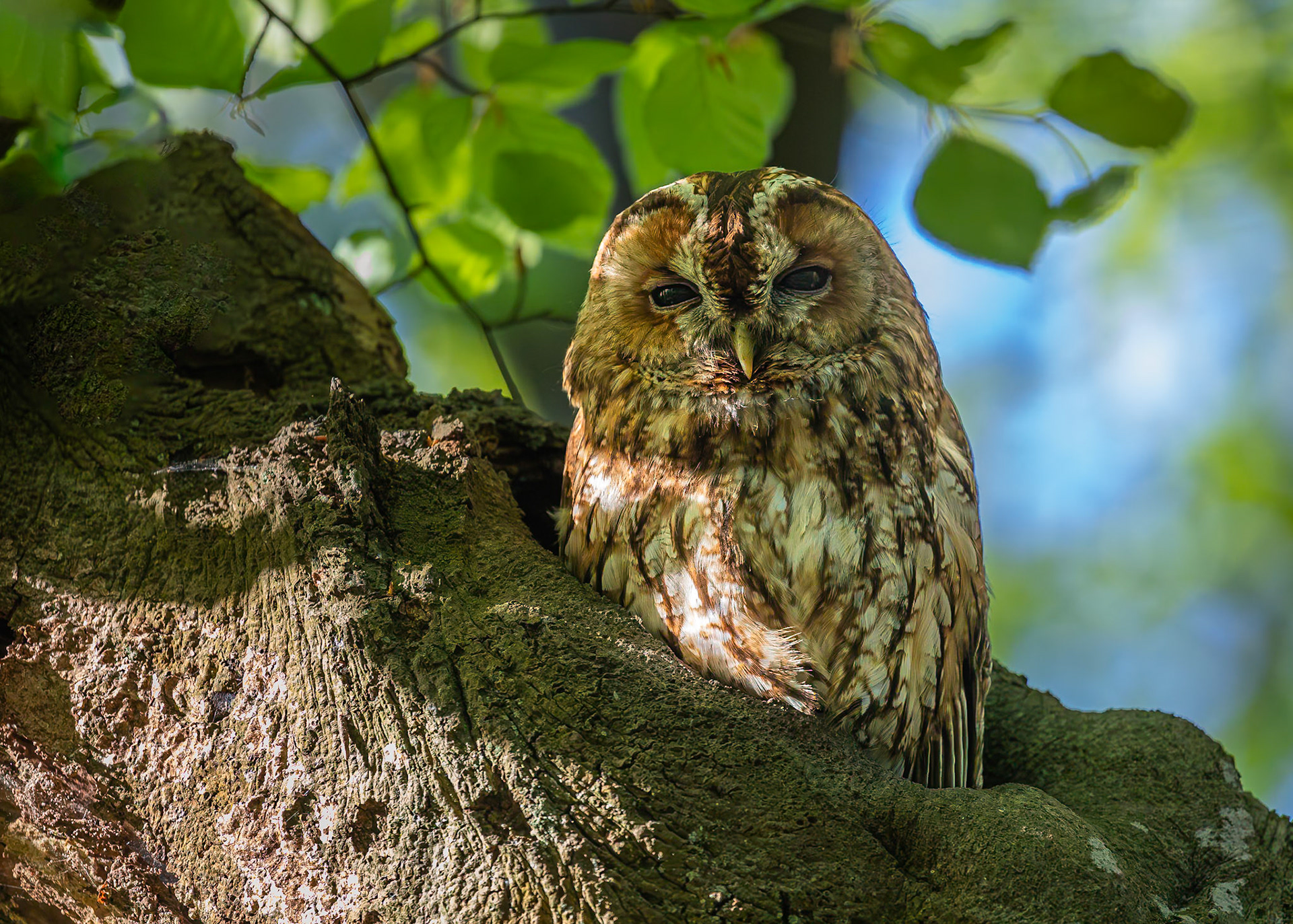 Bosuil / Tawny owl (Strix aluco)