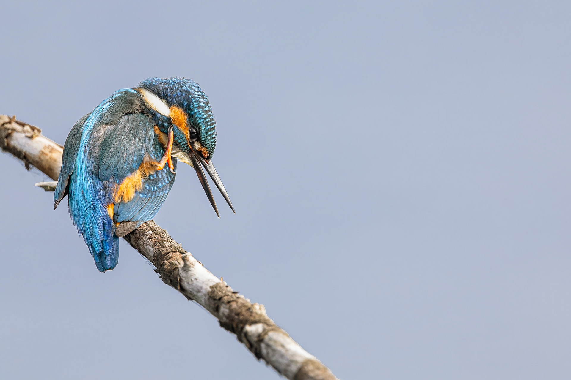 IJsvogel / Common kingfisher (Alcedo atthis)