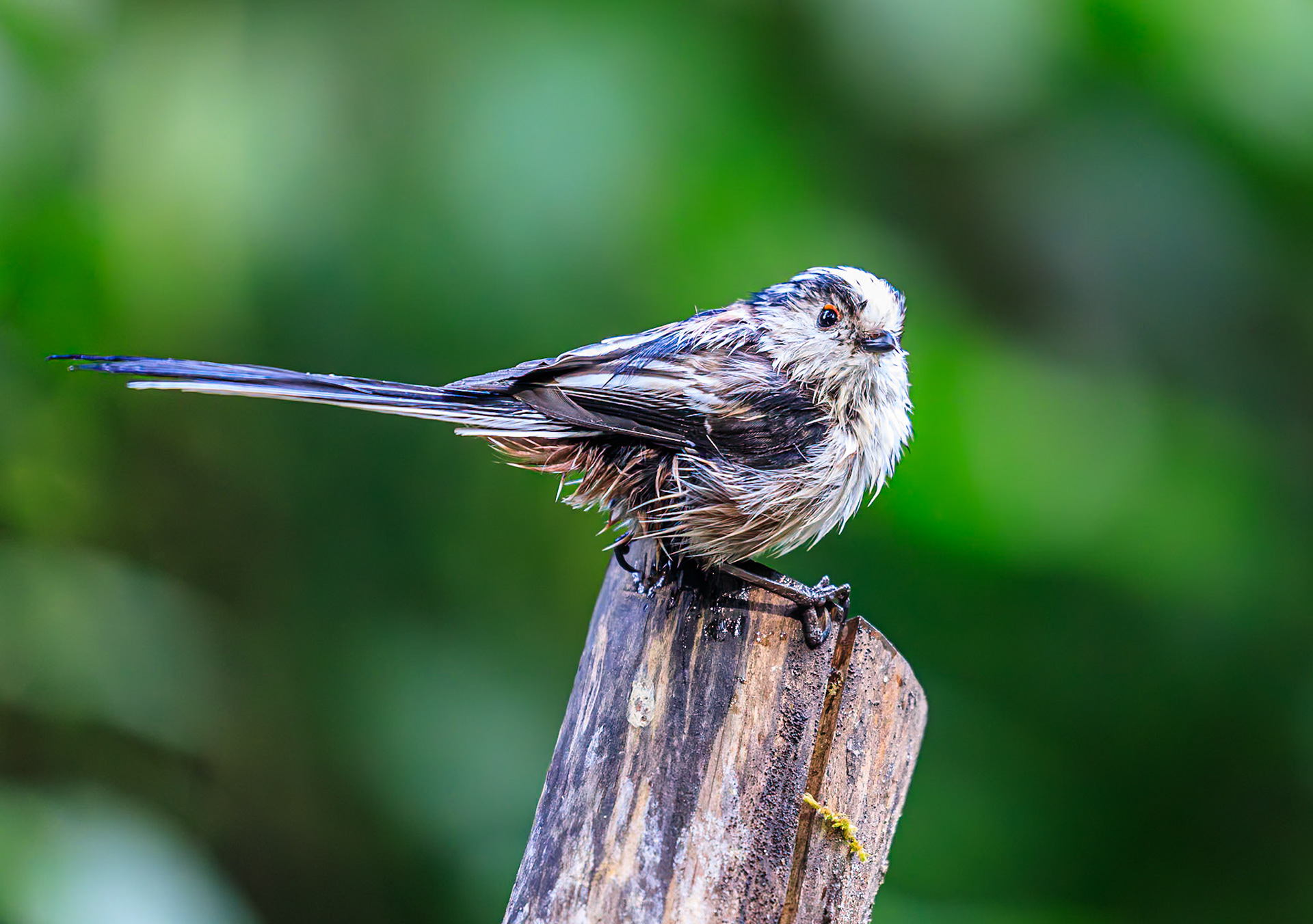 Staartmees / Long-tailed tit (Aegithalos caudatus)