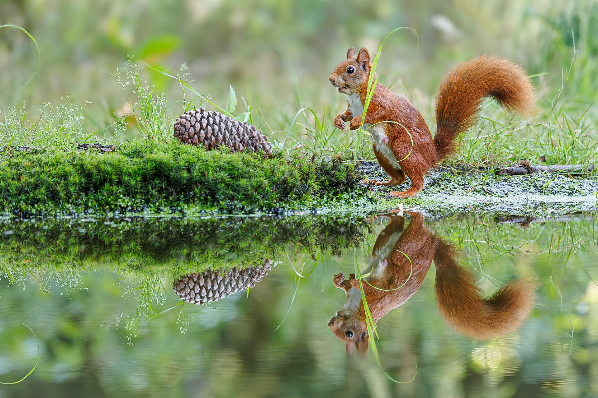 Eekhoorn / Eurasian red squirrel (Sciurus vulgaris)