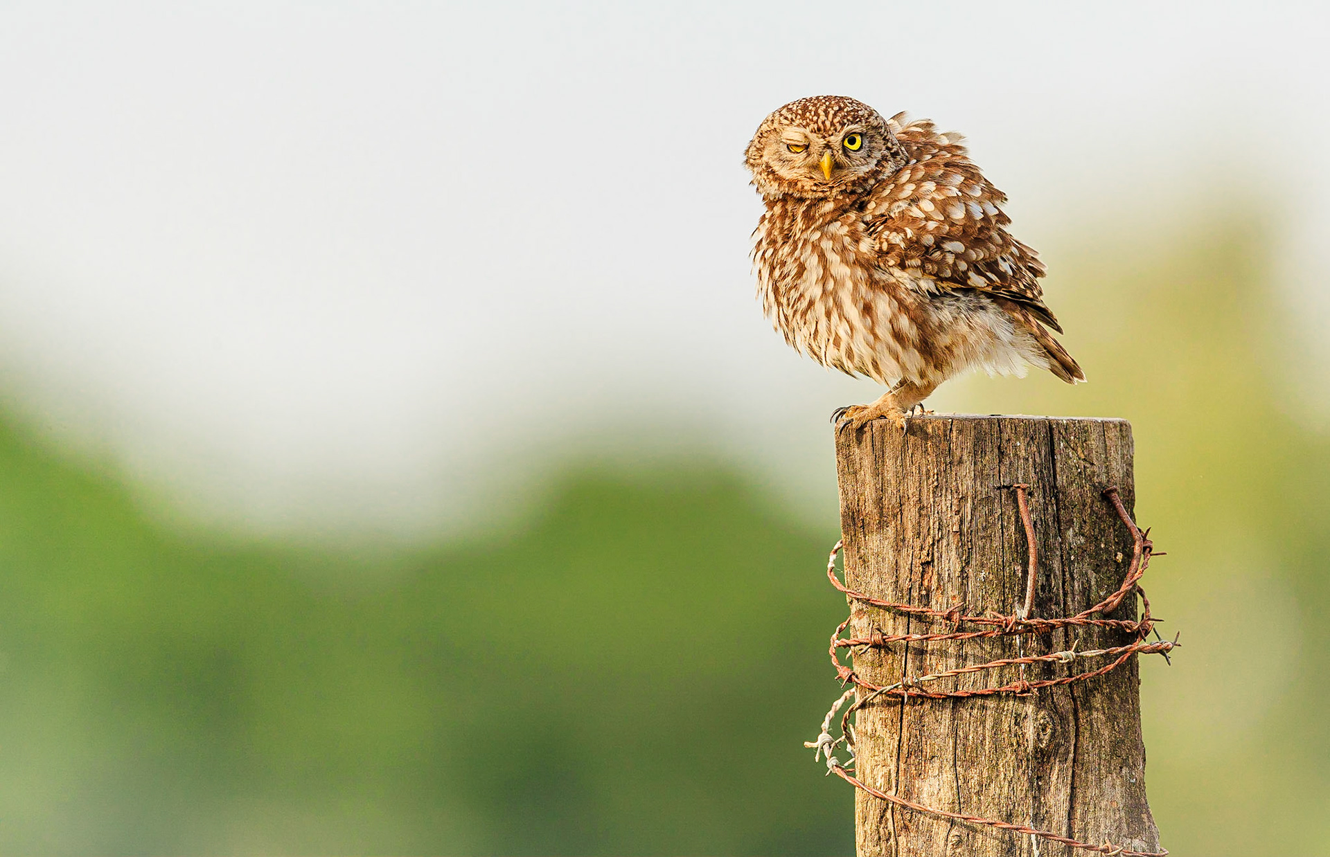 Steenuil / Little Owl (Athene noctua)