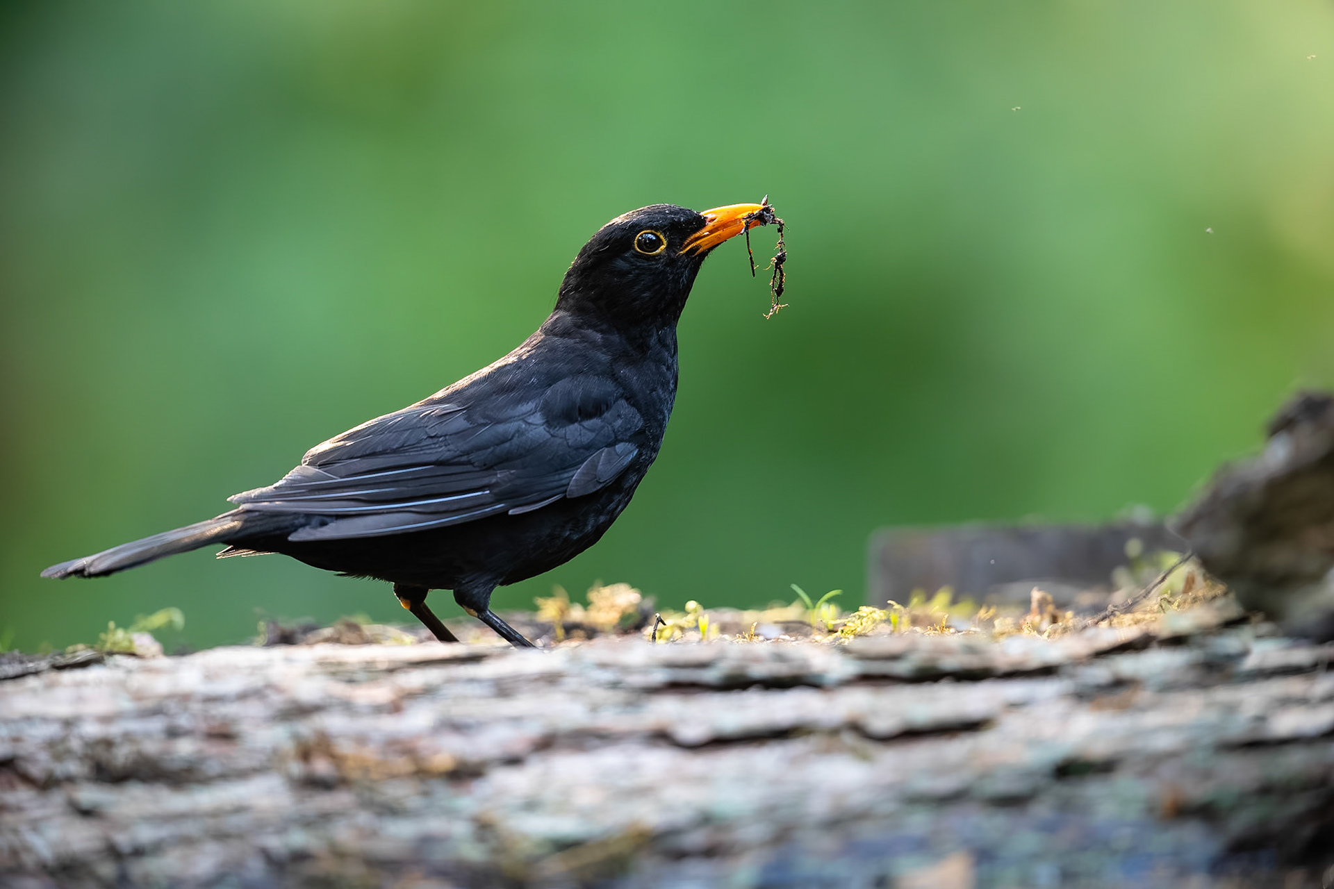 Merel / Common Blackbird (Turdus merula)