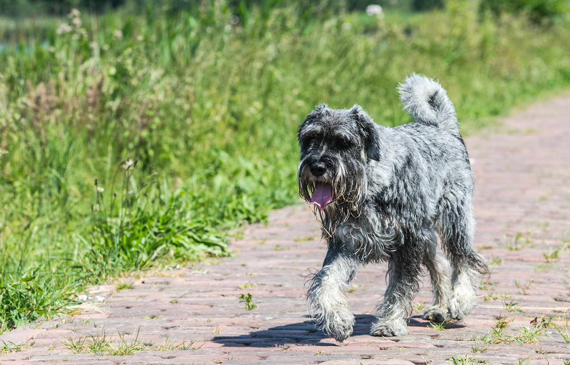 Odie