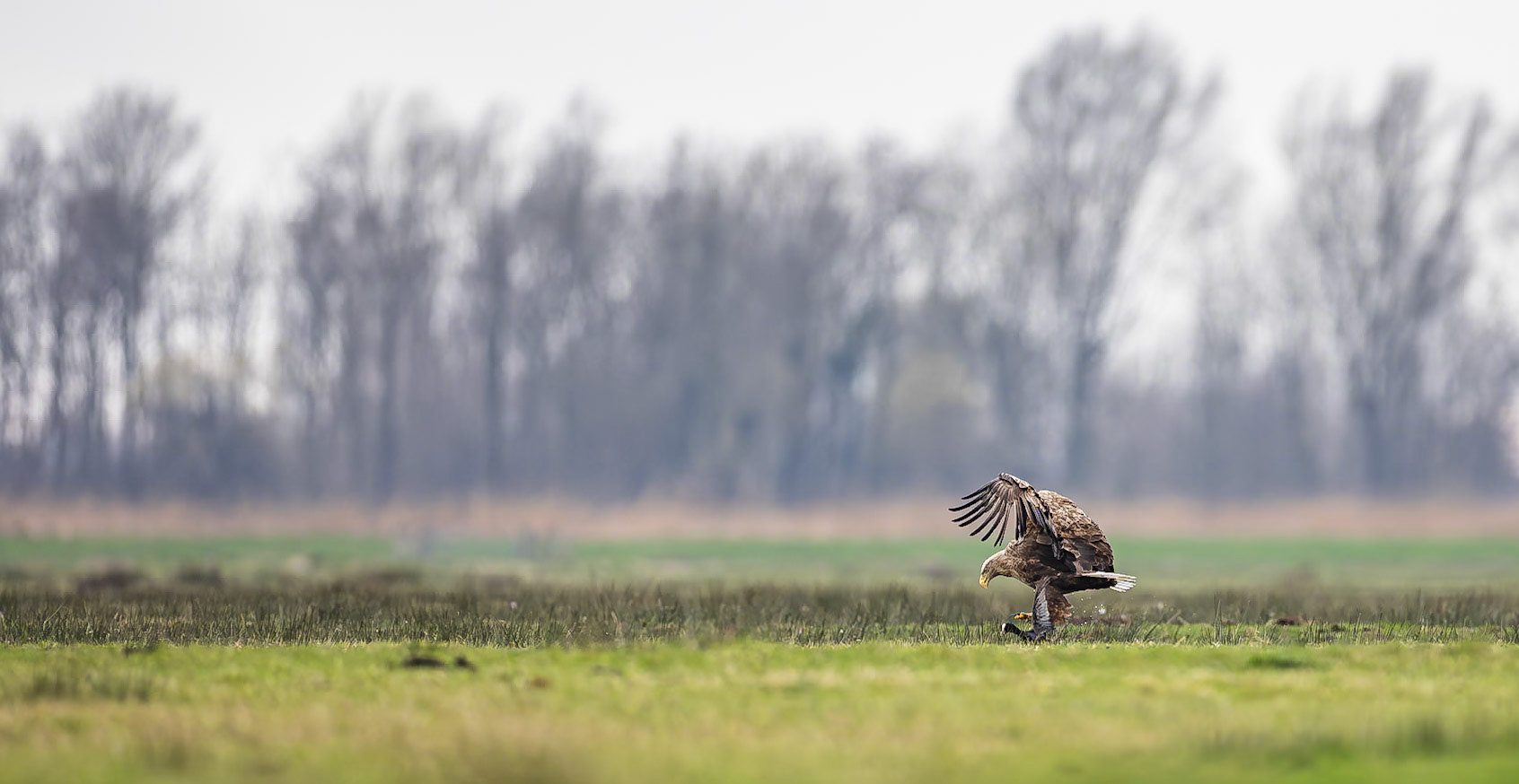 Meerkoet / Eurasian coot (Fulica atra) - falls prey to a White tailed eagle...