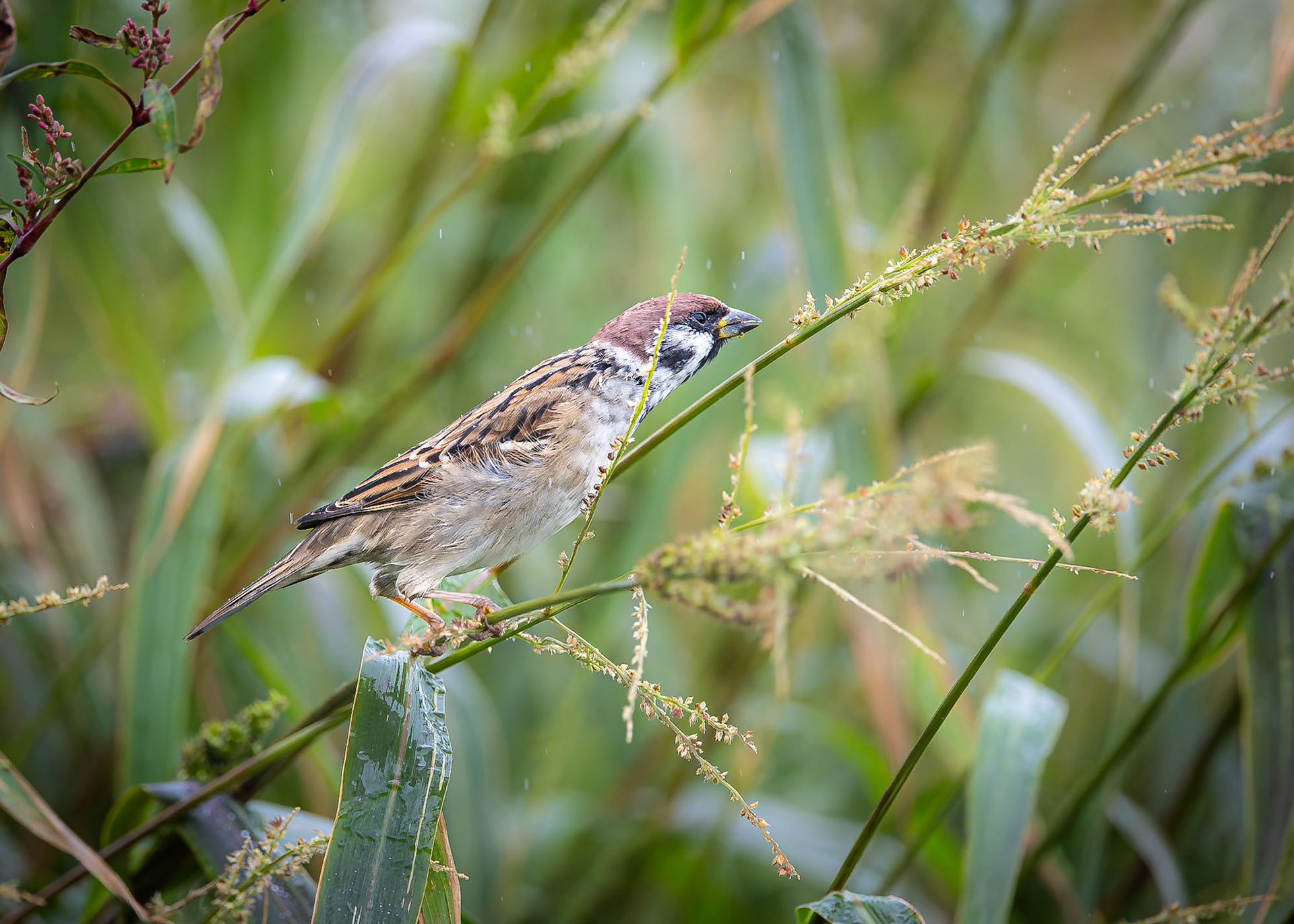 Ringmus / Eurasian tree sparrow (Passer montanus)
