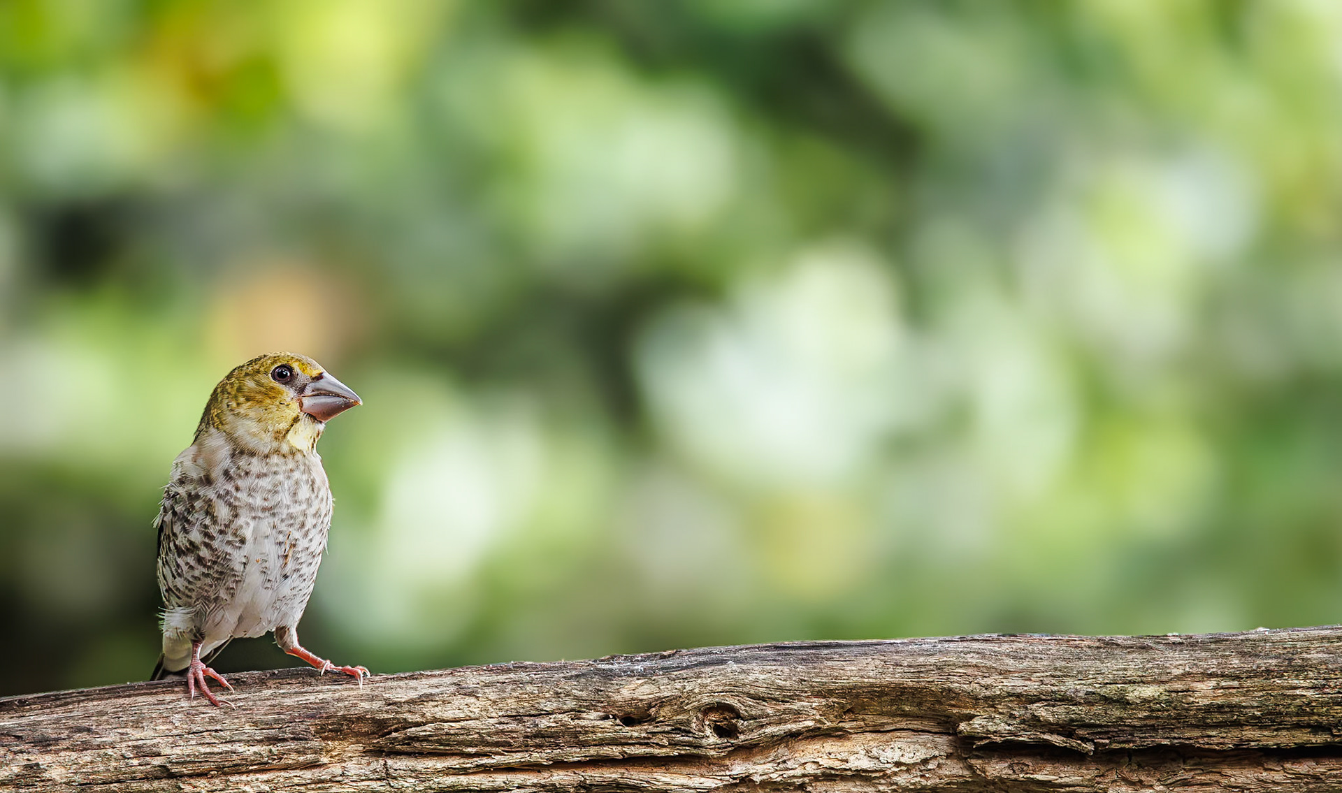 Appelvink / Hawfinch (Coccothraustes coccothraustes)
