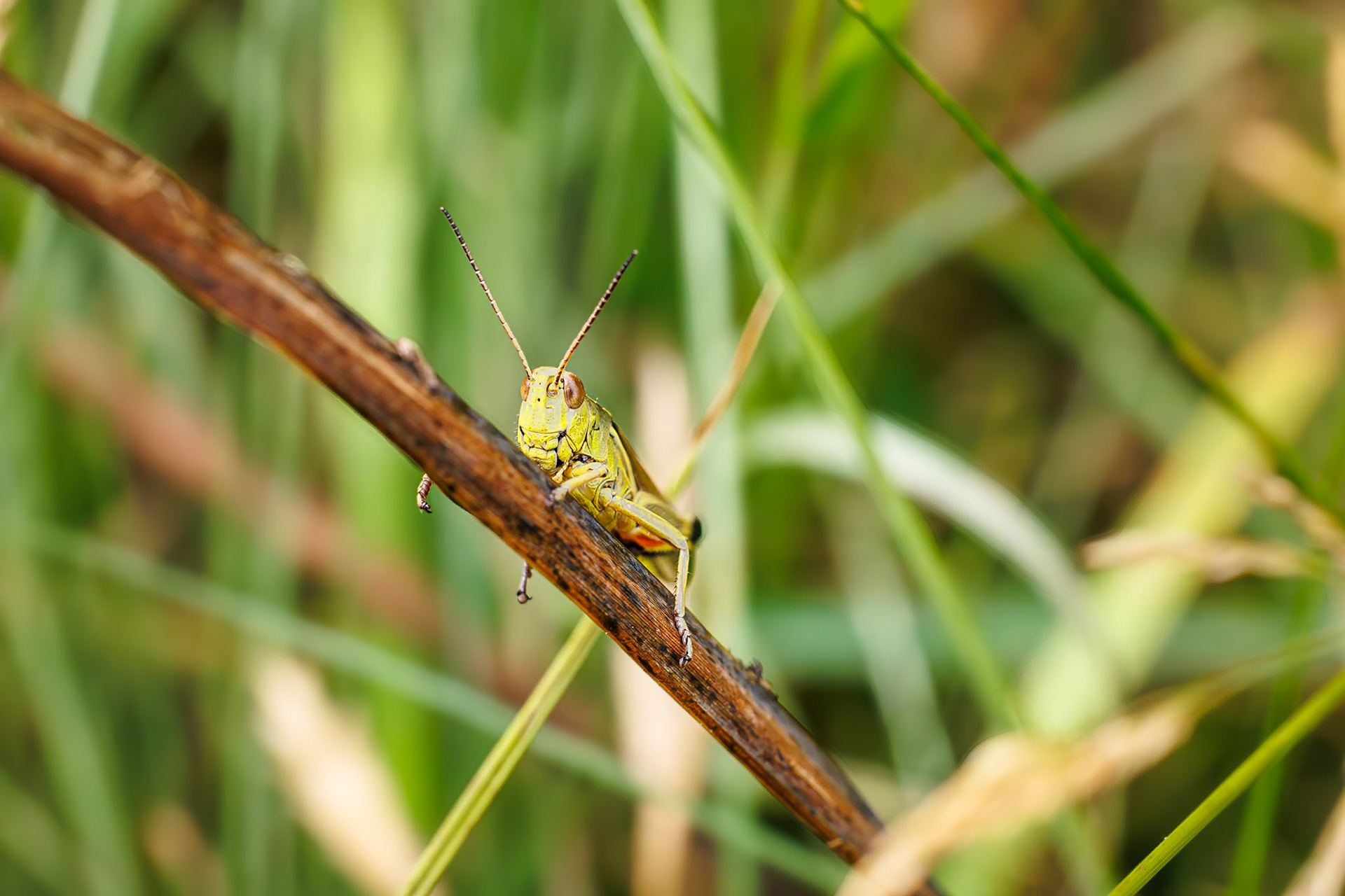 Moerassprinkhaan / Large marsh grasshopper (Stethophyma grossum)
