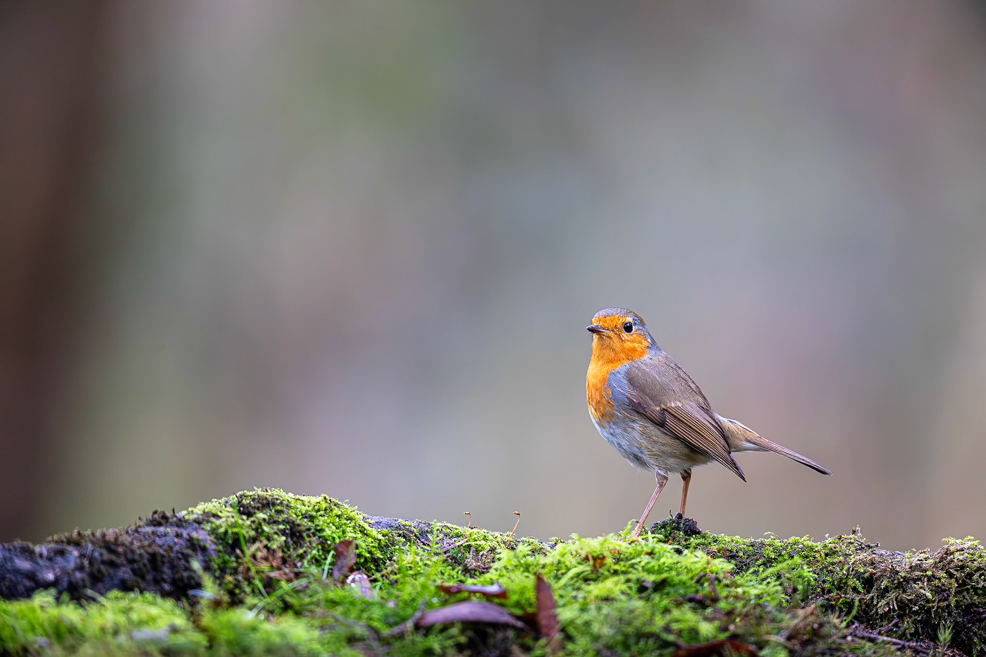 Roodborstje / European Robin (Erithacus rubecula)
