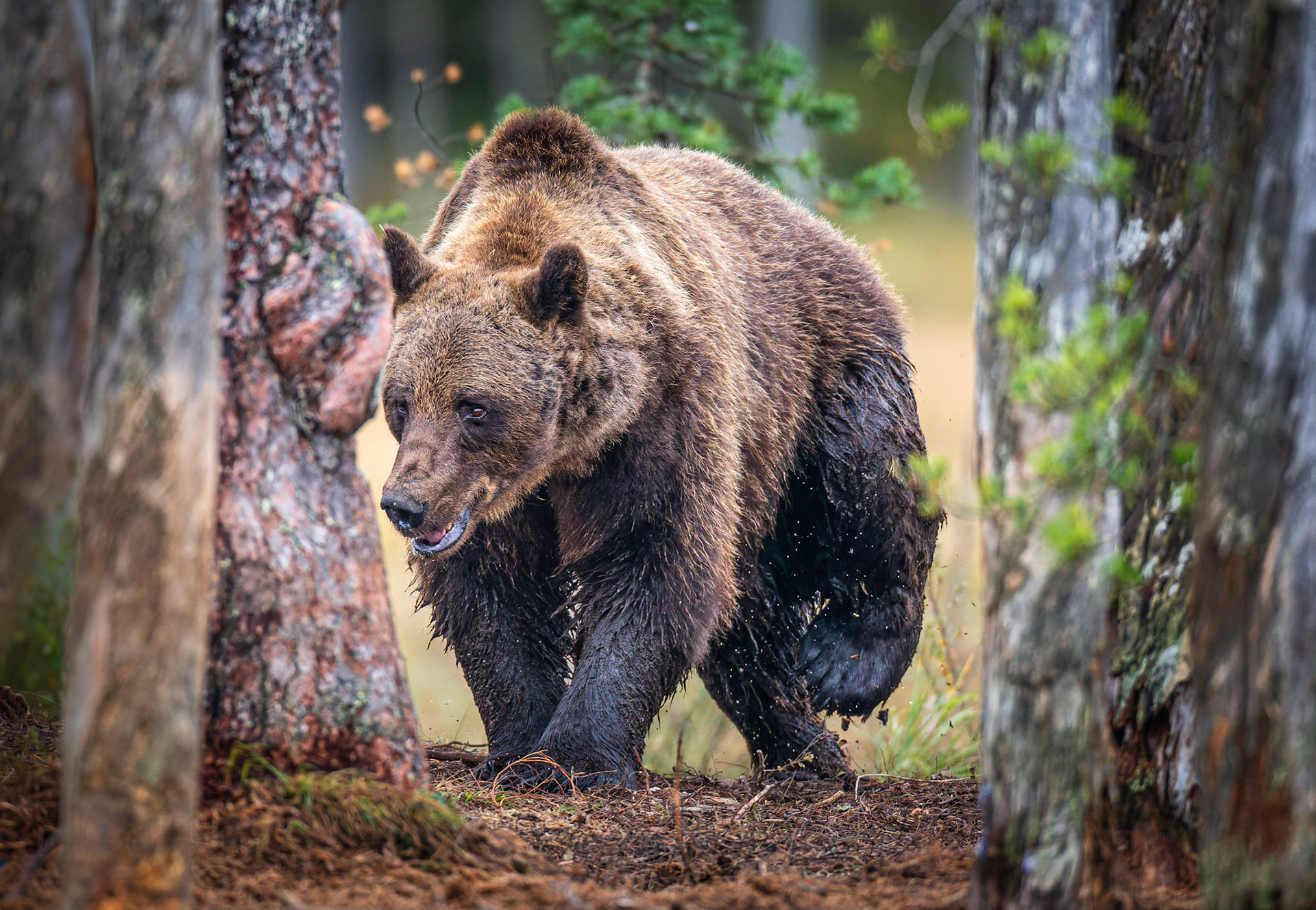 Europese Bruine beer / Eurasian Brown bear (Ursus arctos arctos)