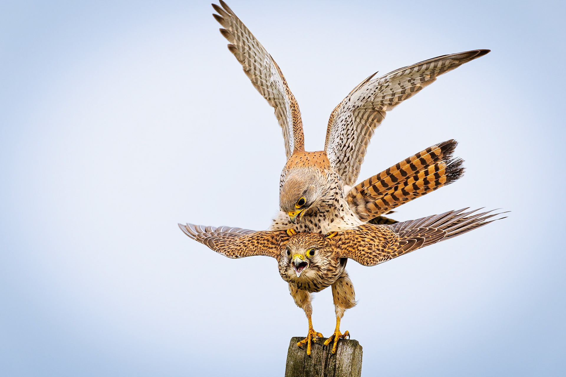 Torenvalk / Common kestrel (Falco tinnunculus)