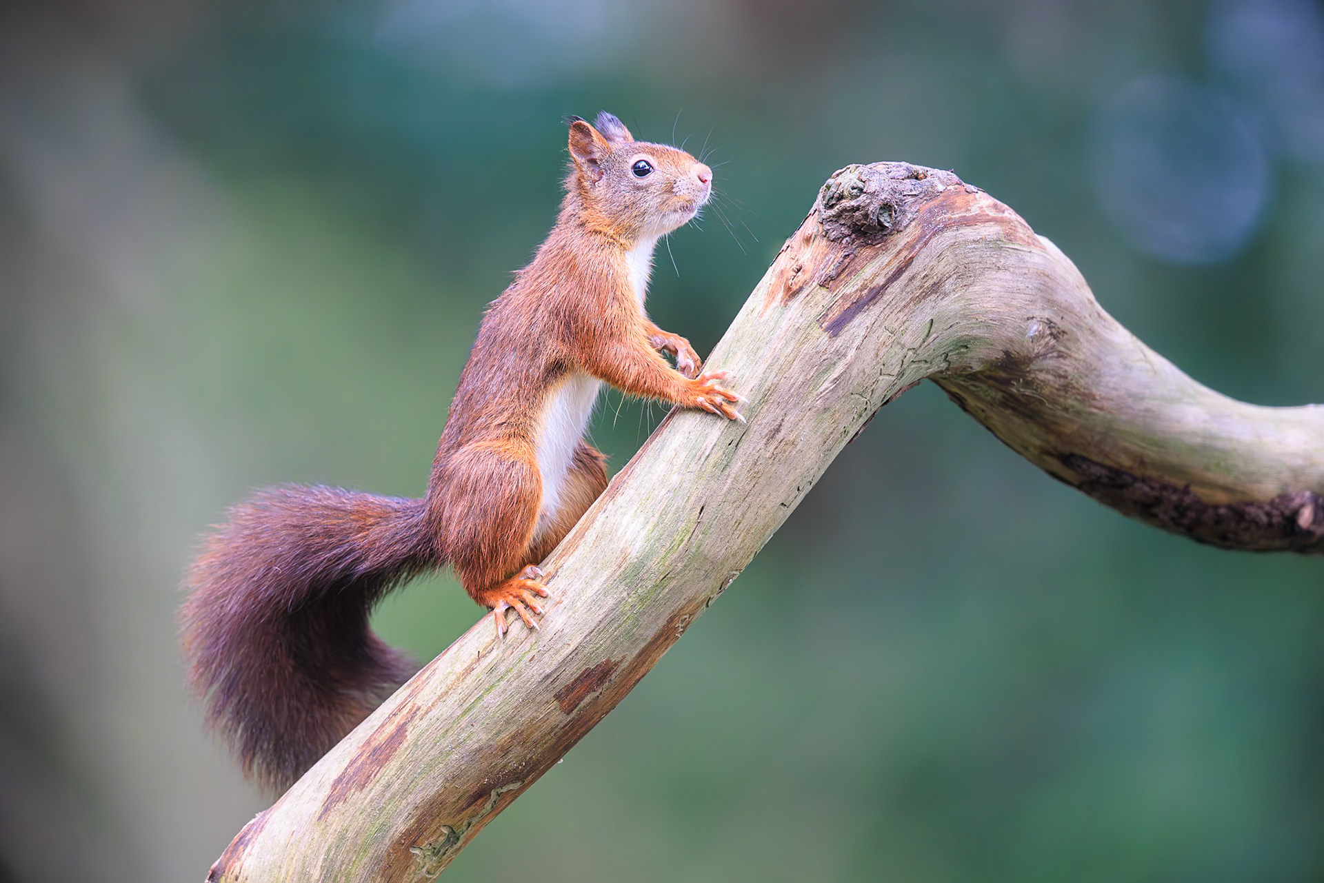 Eekhoorn / Eurasian red squirrel (Sciurus vulgaris)