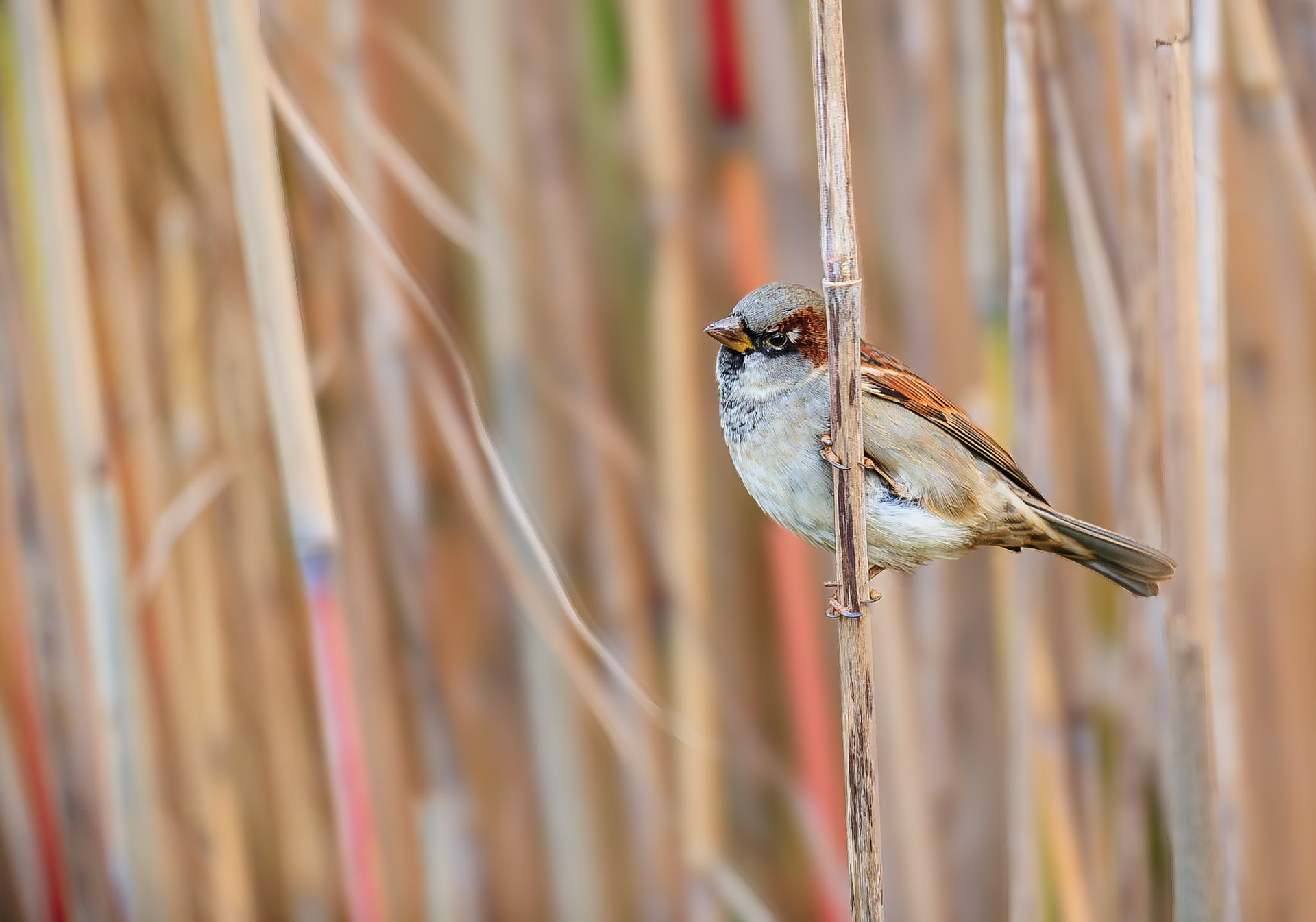Huismus / House sparrow (Passer domesticus)